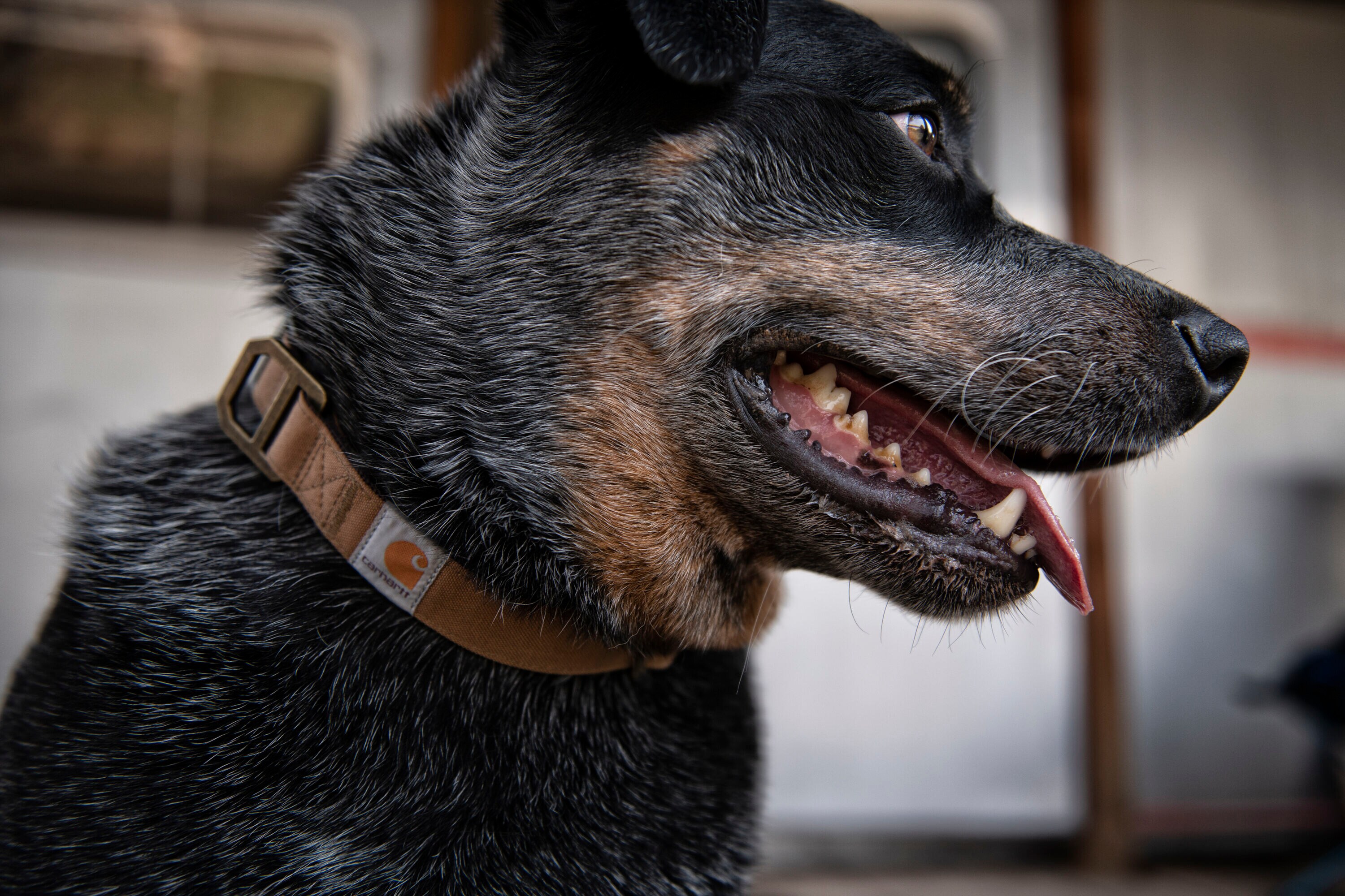 Carhartt P000034460203 Dog-Collars-Harnesses - View #5