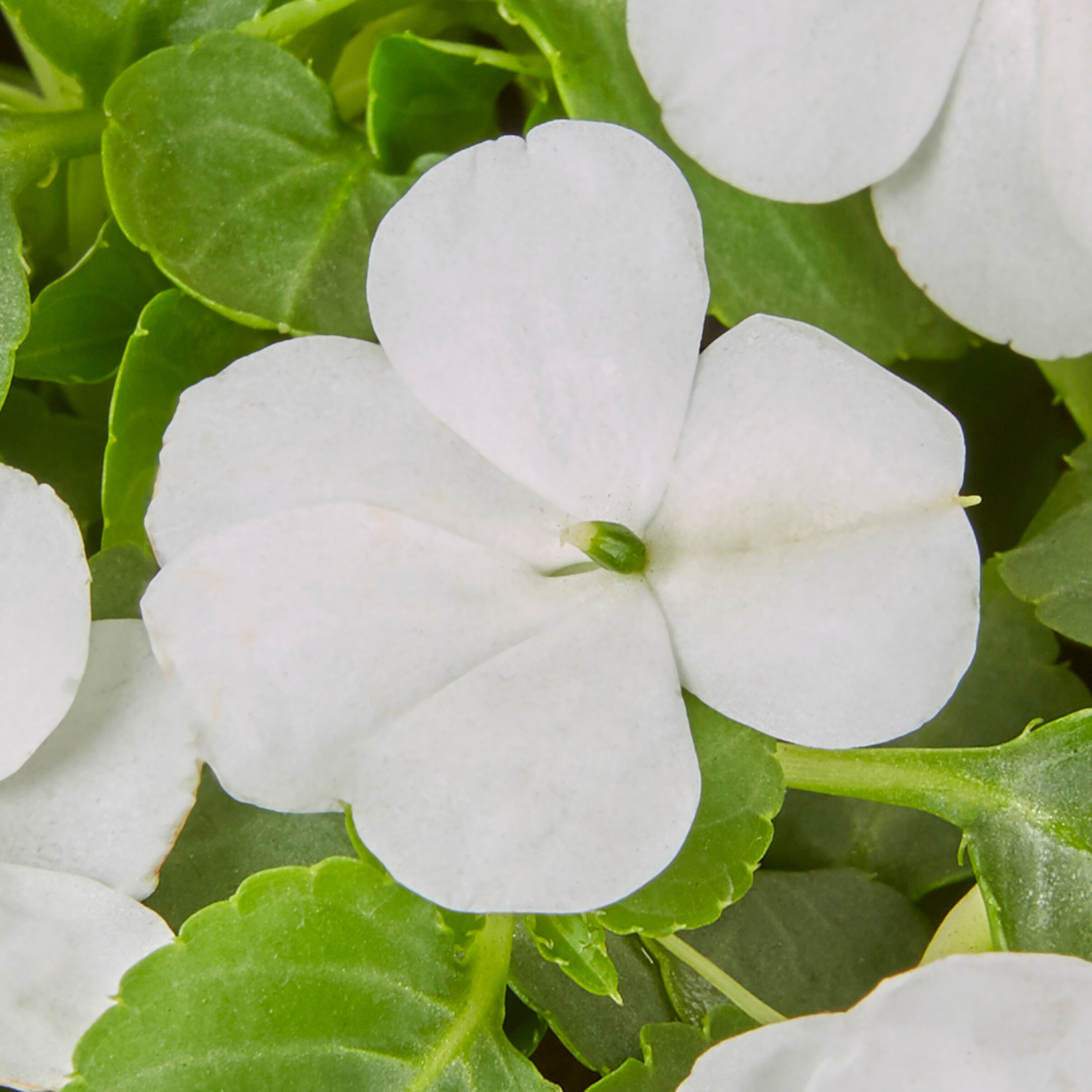 Lowe's NURSERY annuals - View #6