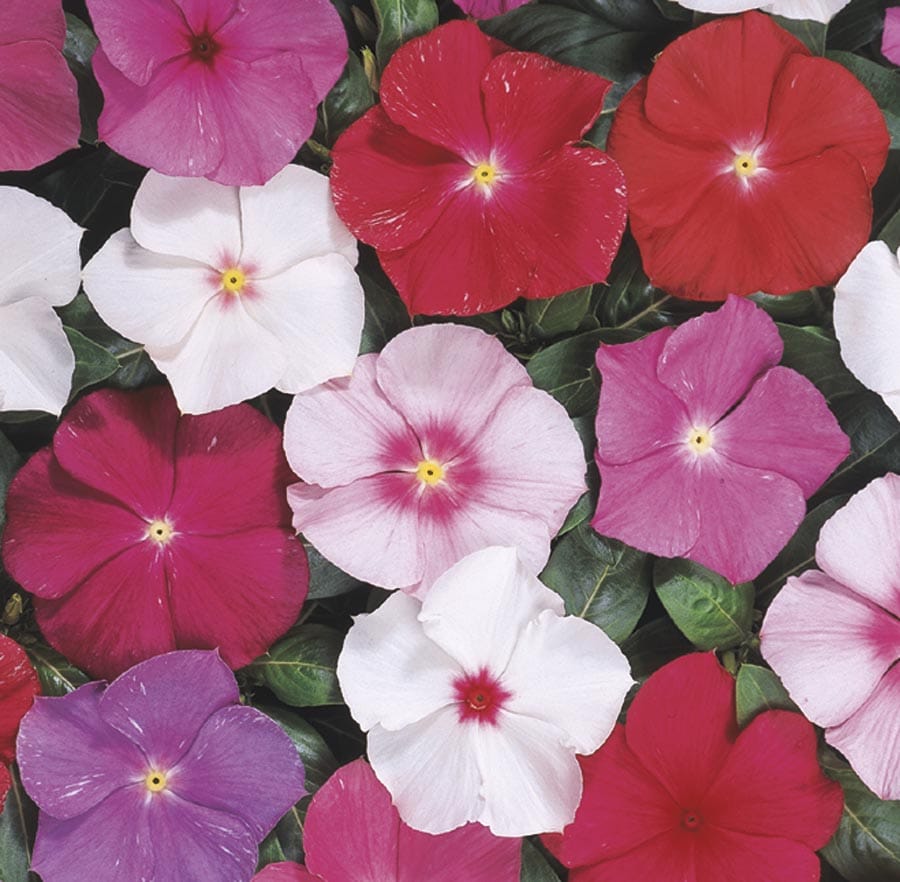 Lowe's NURSERY Multicolor Vinca in 1-Quart