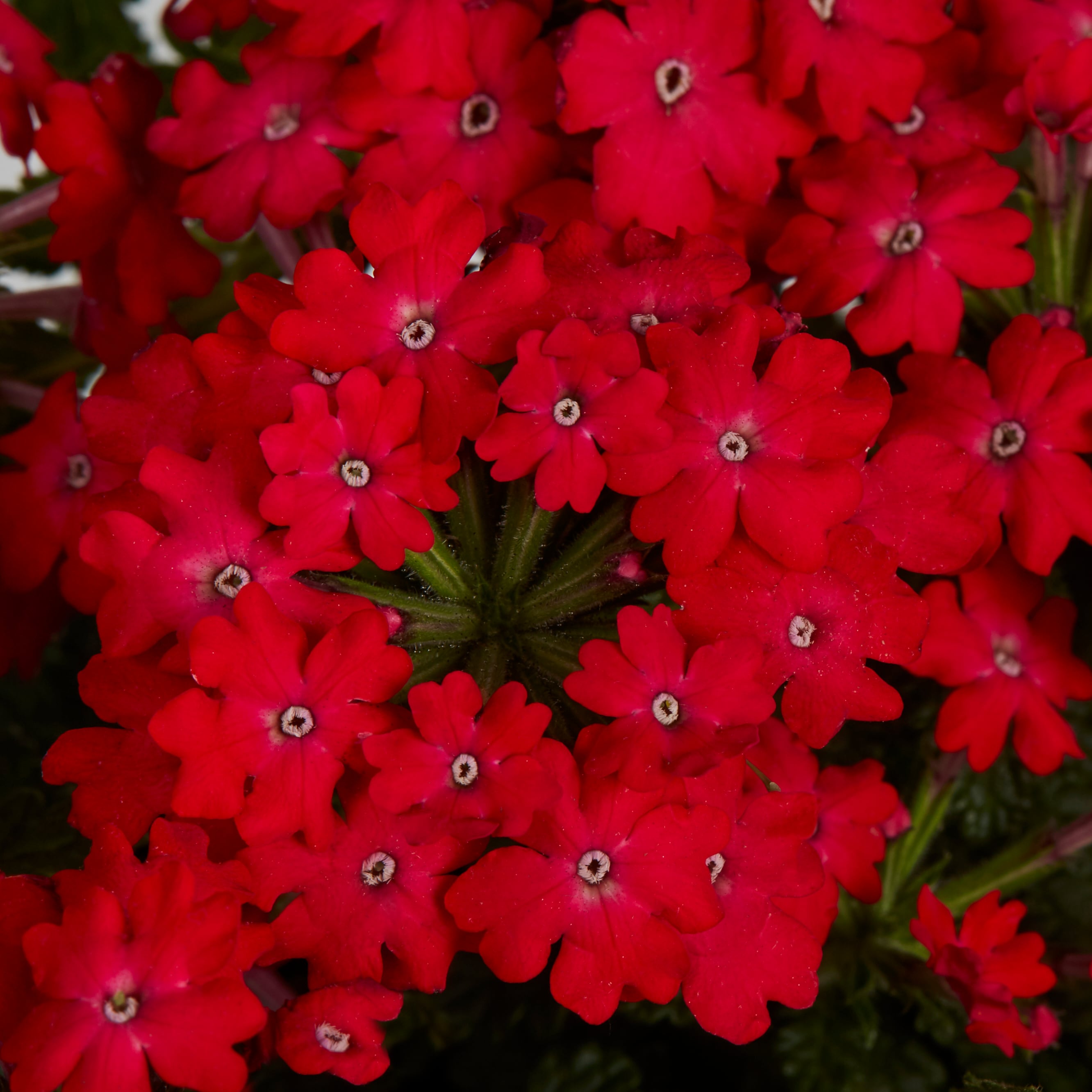 Lowe's NURSERY annuals - View #4