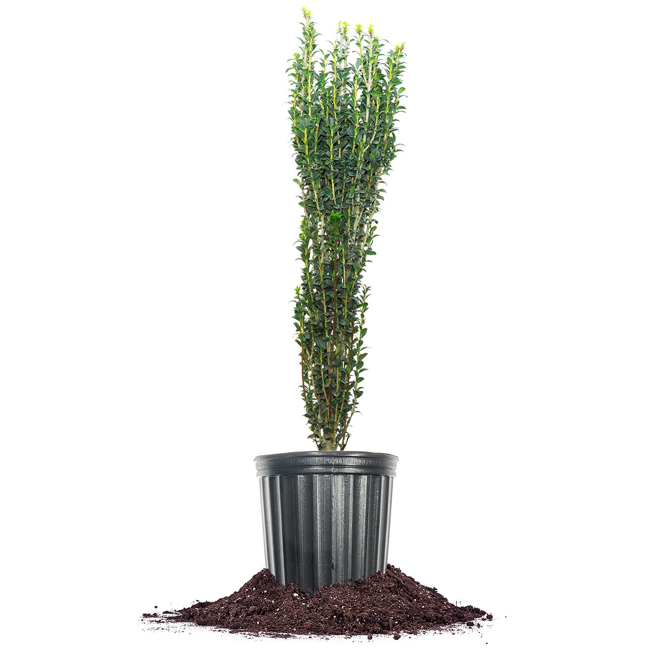 Perfect Plants LOSKYPENCIL3G Sky Pencil Holly Foundation/Hedge Shrub in 3 -Gallon Pot 1.0 -Pack
