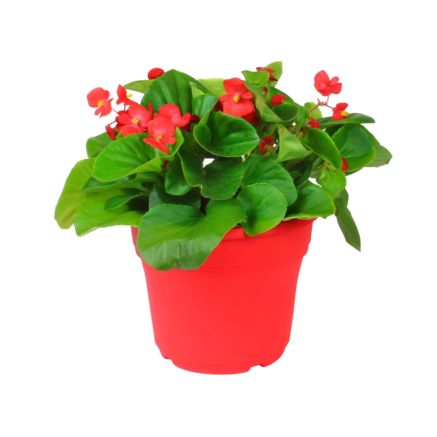 Lowe's Red Begonia in  Pot at 