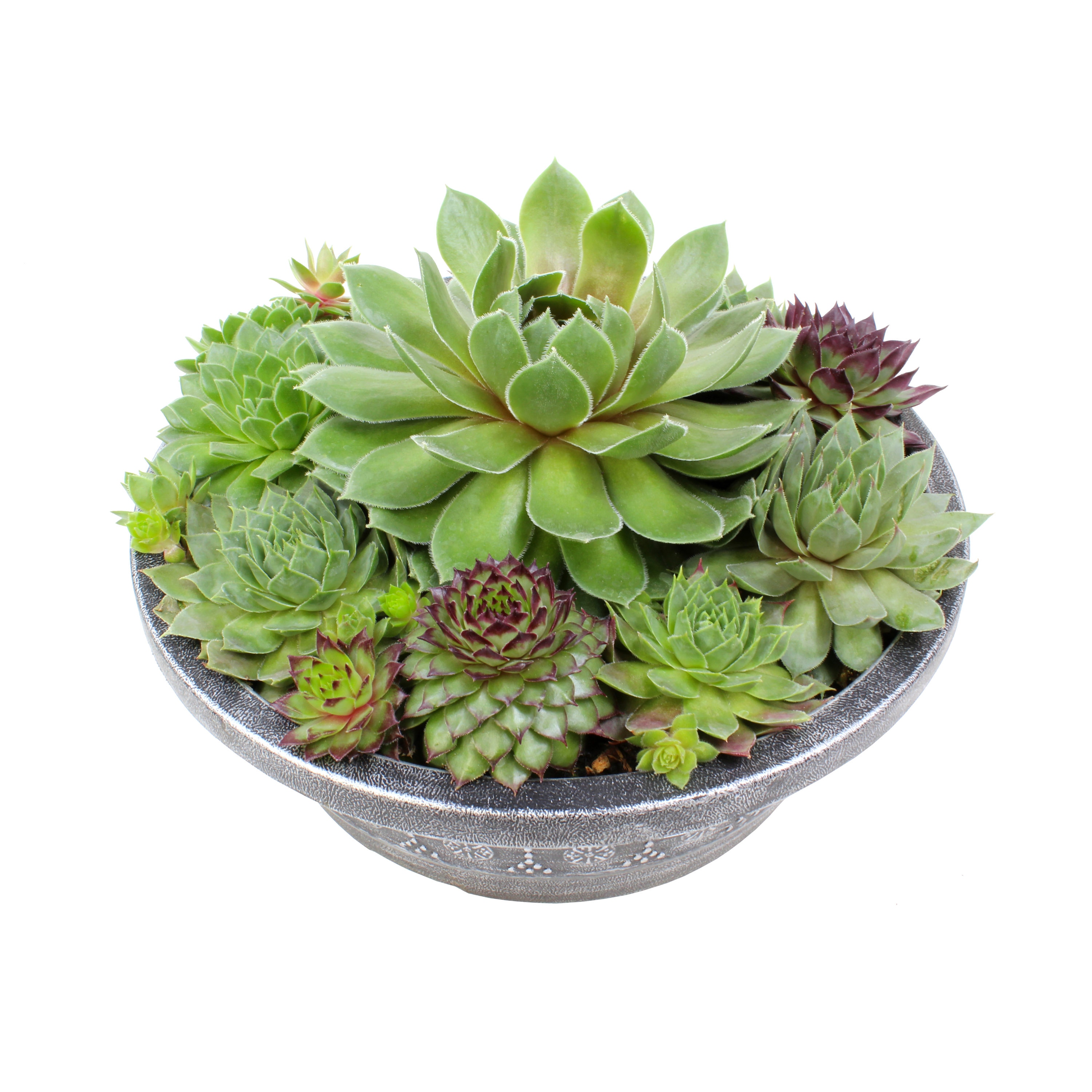 Altman Plants Sempervivum in 1.6-Quart Pot in the Succulents department ...