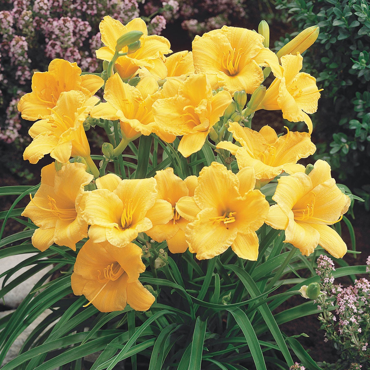 Spring Hill Nurseries 84912 Yellow Stella De Oro Daylily Plant in 1-Pack Bareroot