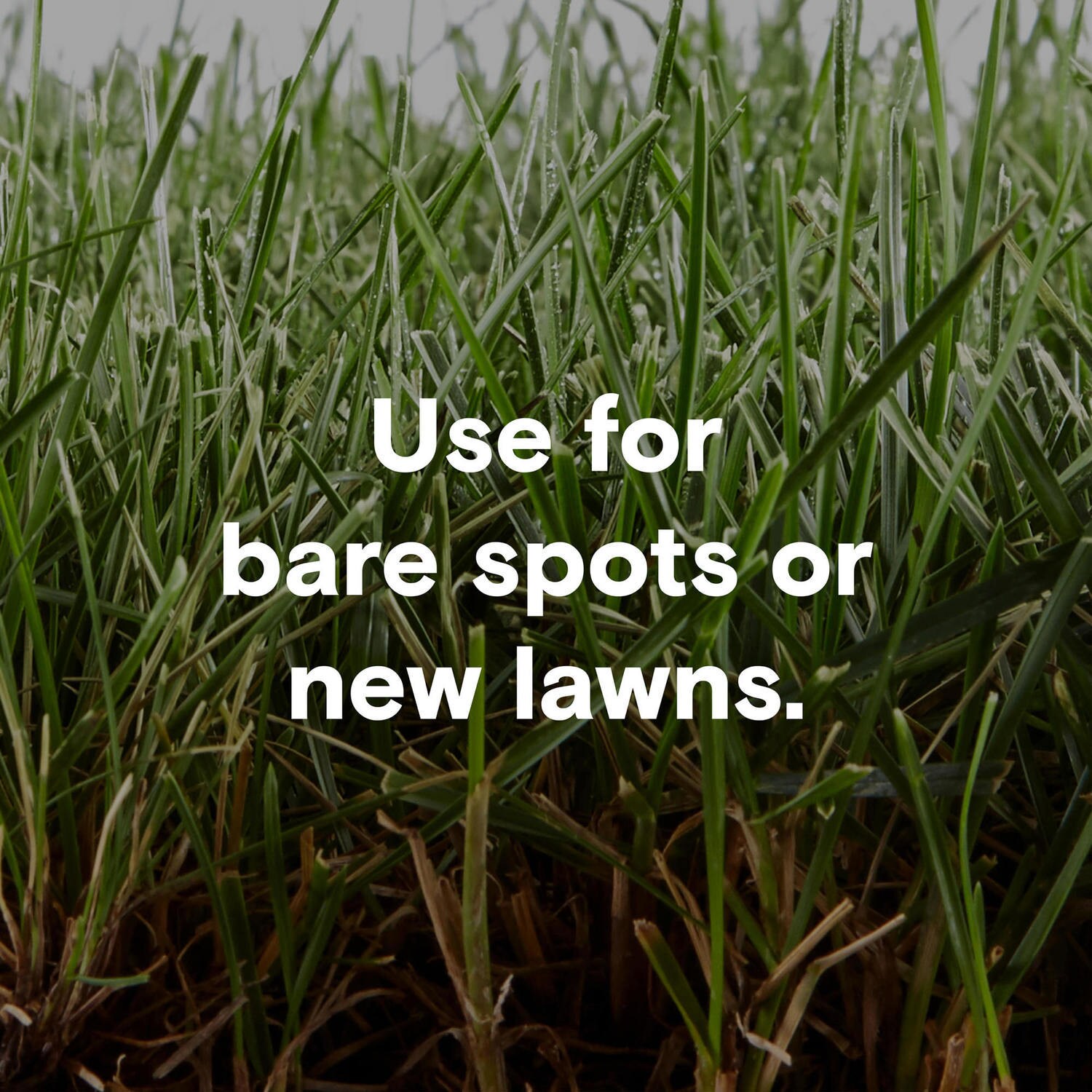 instead 17999 Grass-Seed - View #5