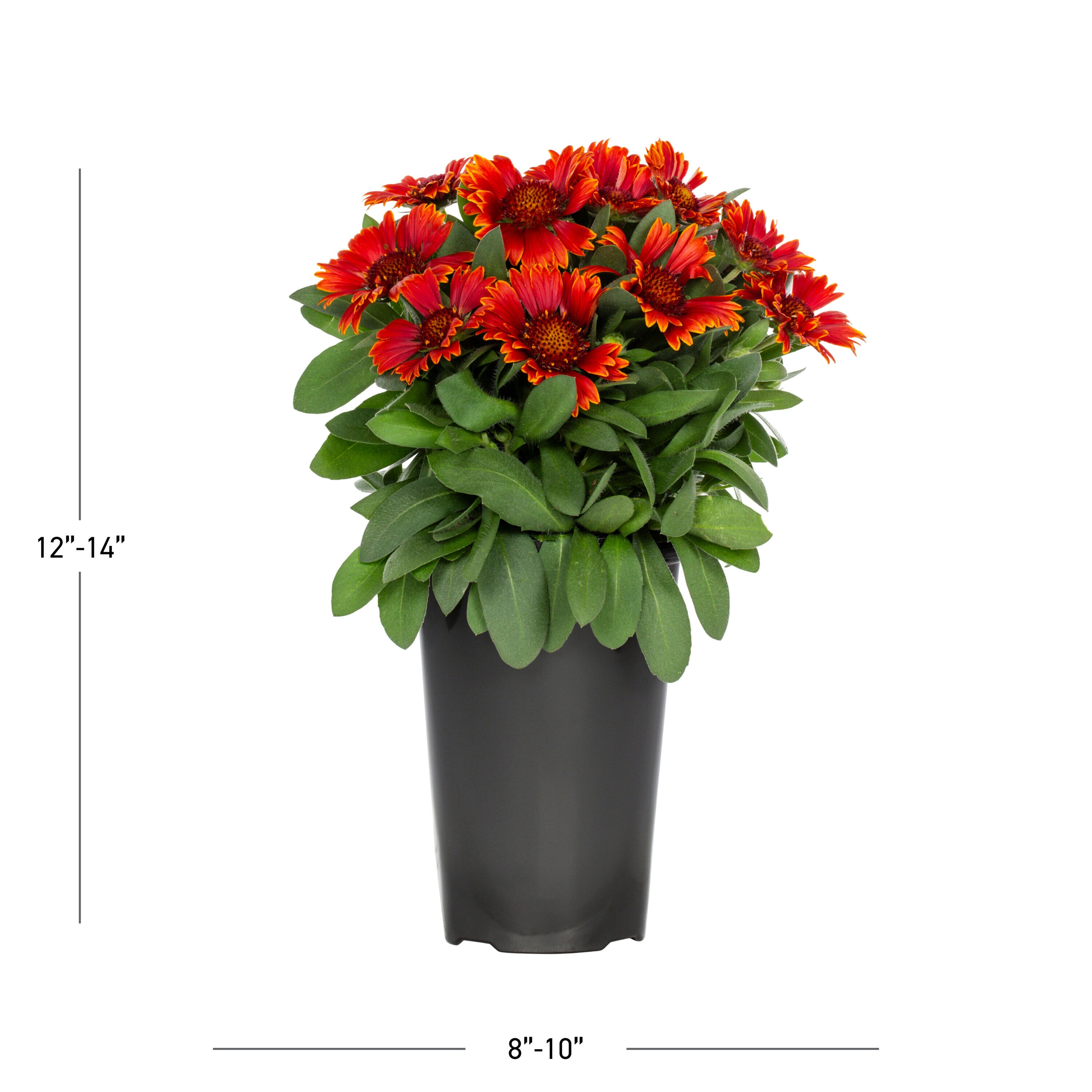 Lowe's 131678 perennials - View #3