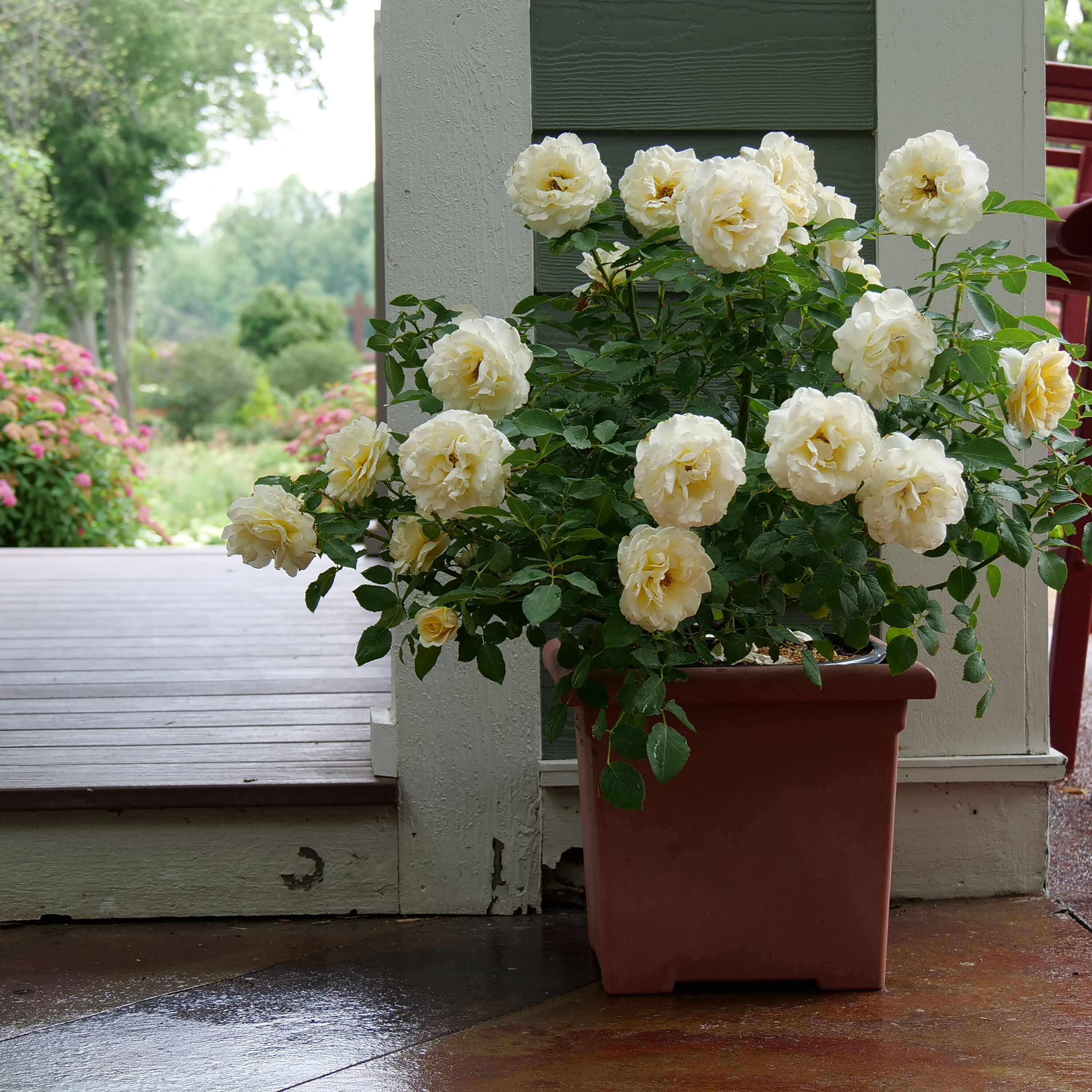 Proven Winners White Reminiscent Crema Rose (Rosa) Flowering Shrub in 1 ...