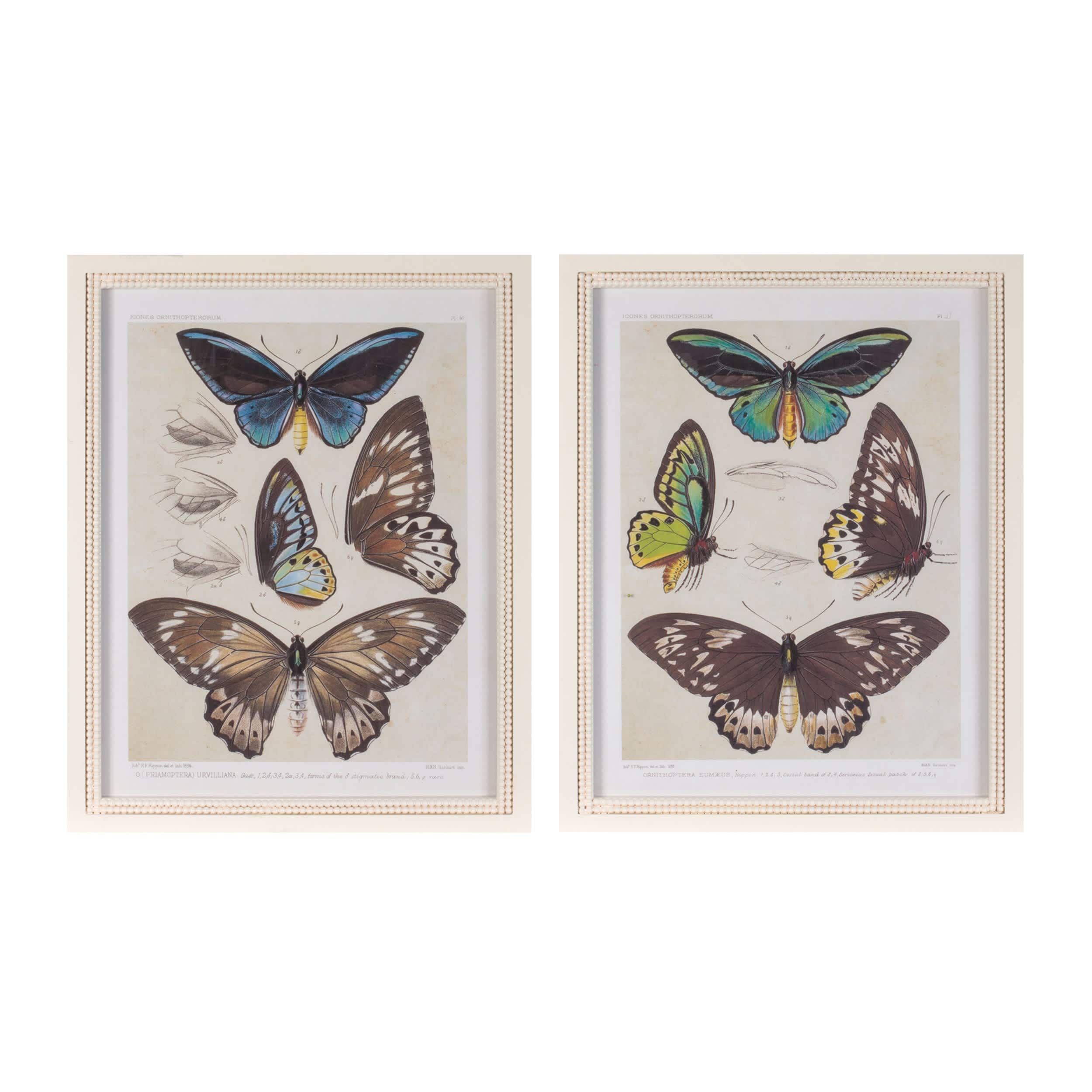 Melrose International Framed Encyclopedia Butterfly Print (Set of 2)
