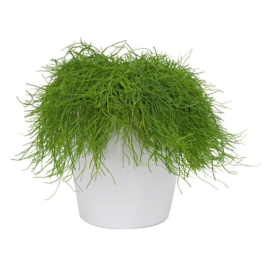 Exotic Angel Plants 8COL010346-37 Rhipsalis Trailing in 3.0 Quart Ceramic Tabletop Planter