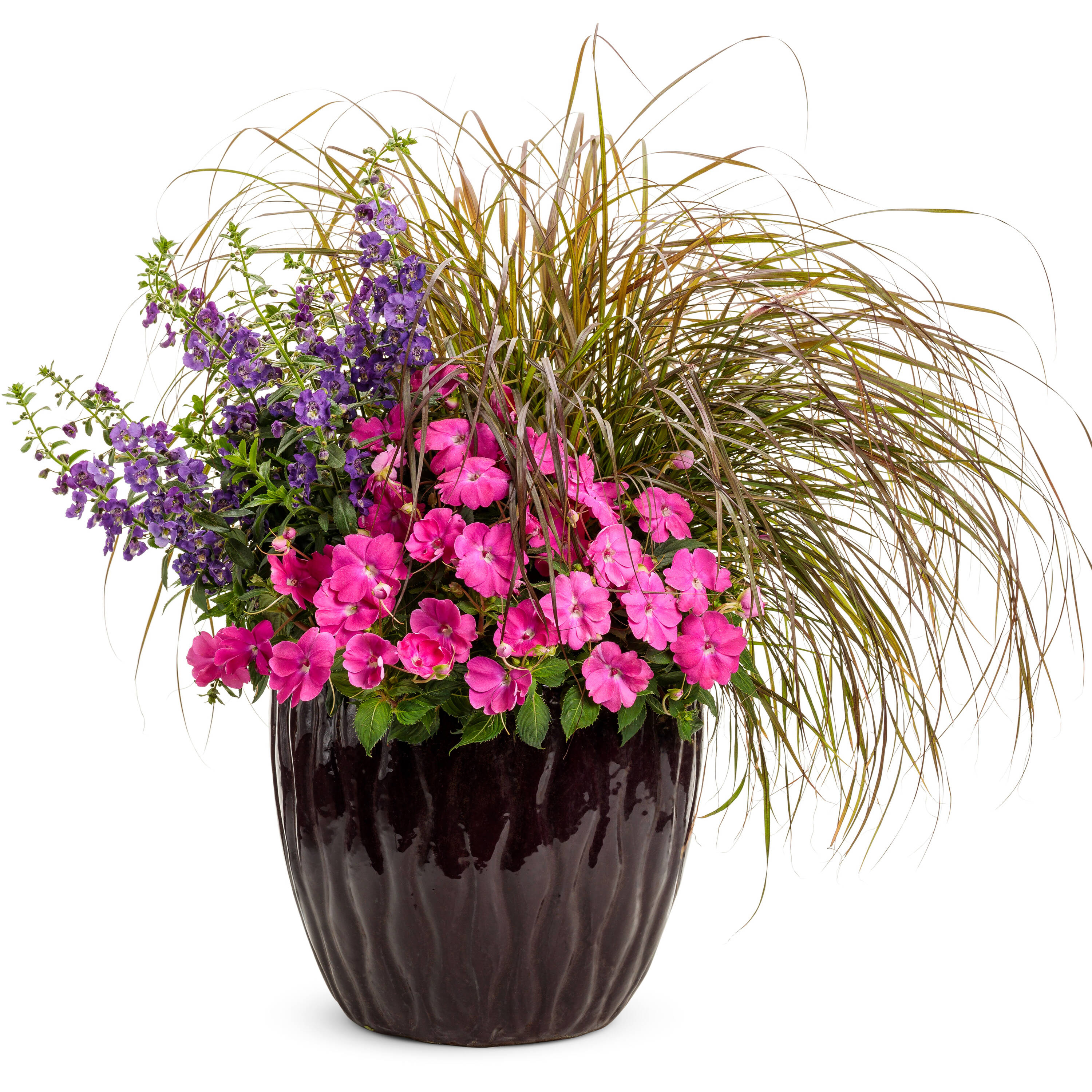 Proven Winners GRSPRW1047100 annuals - View #4