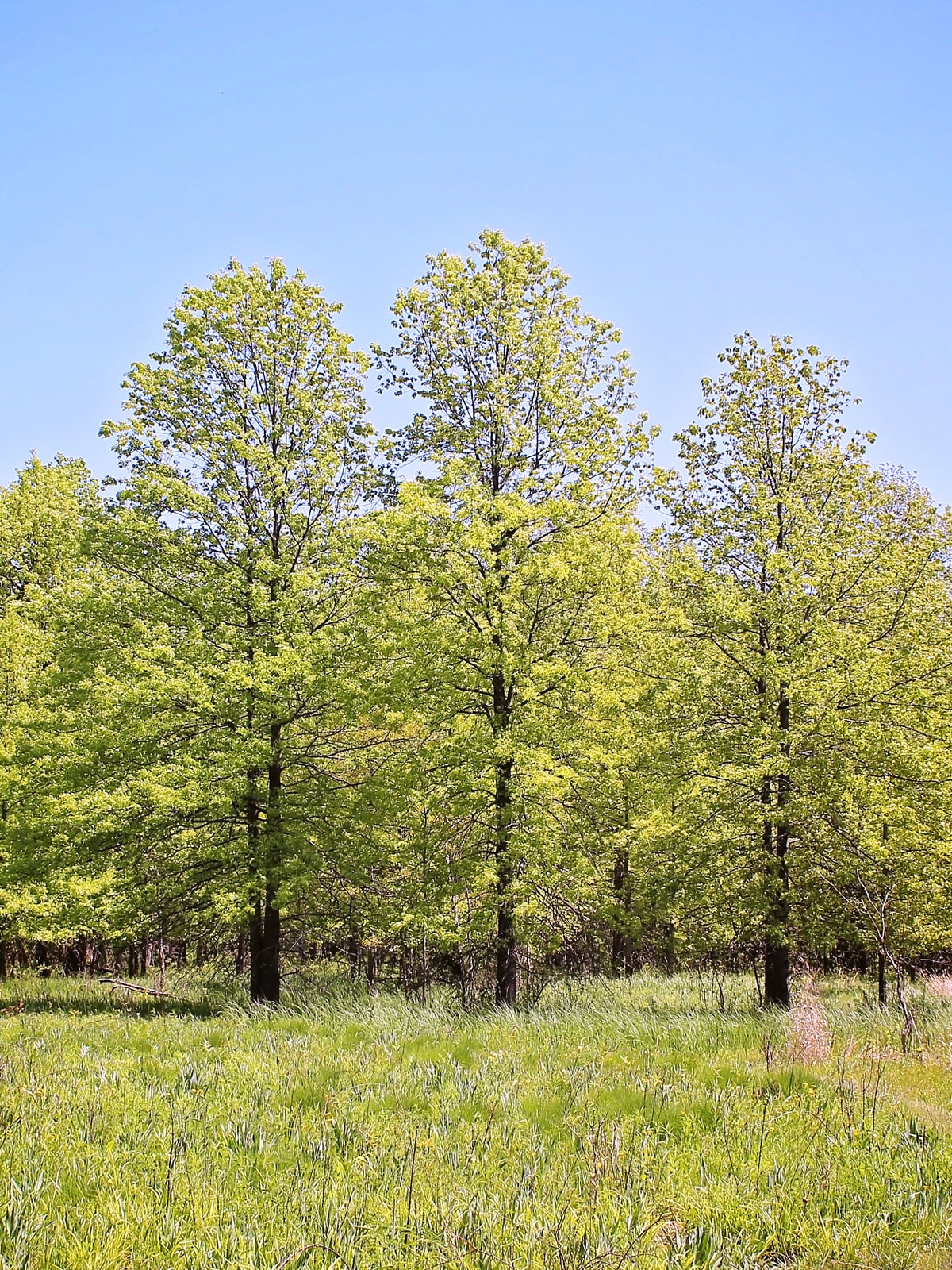 Southern Planters OAKPIN01G trees - View #2