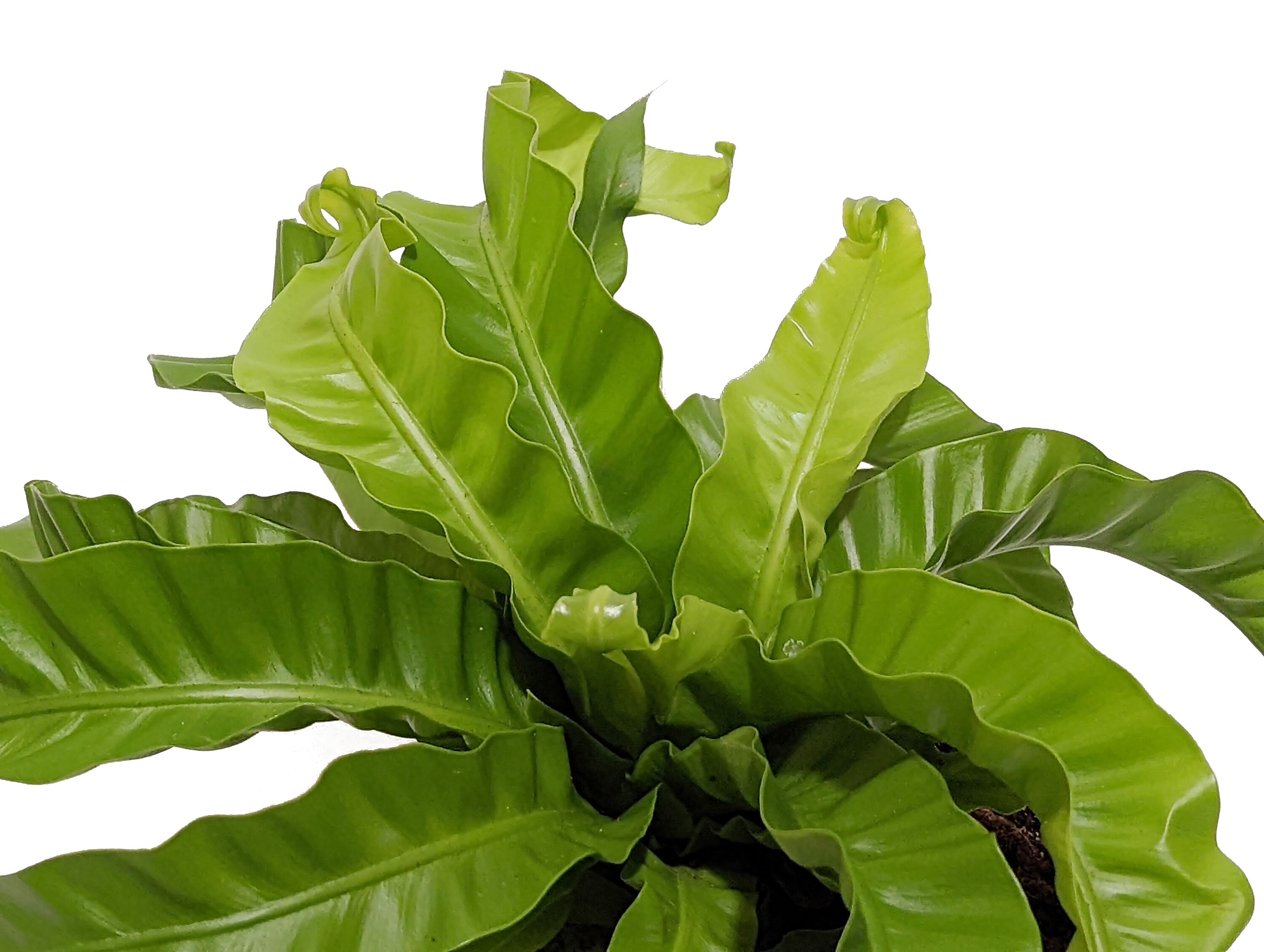 Costa Farms M-HFV-P-WHT-01-LW hseplants - View #2