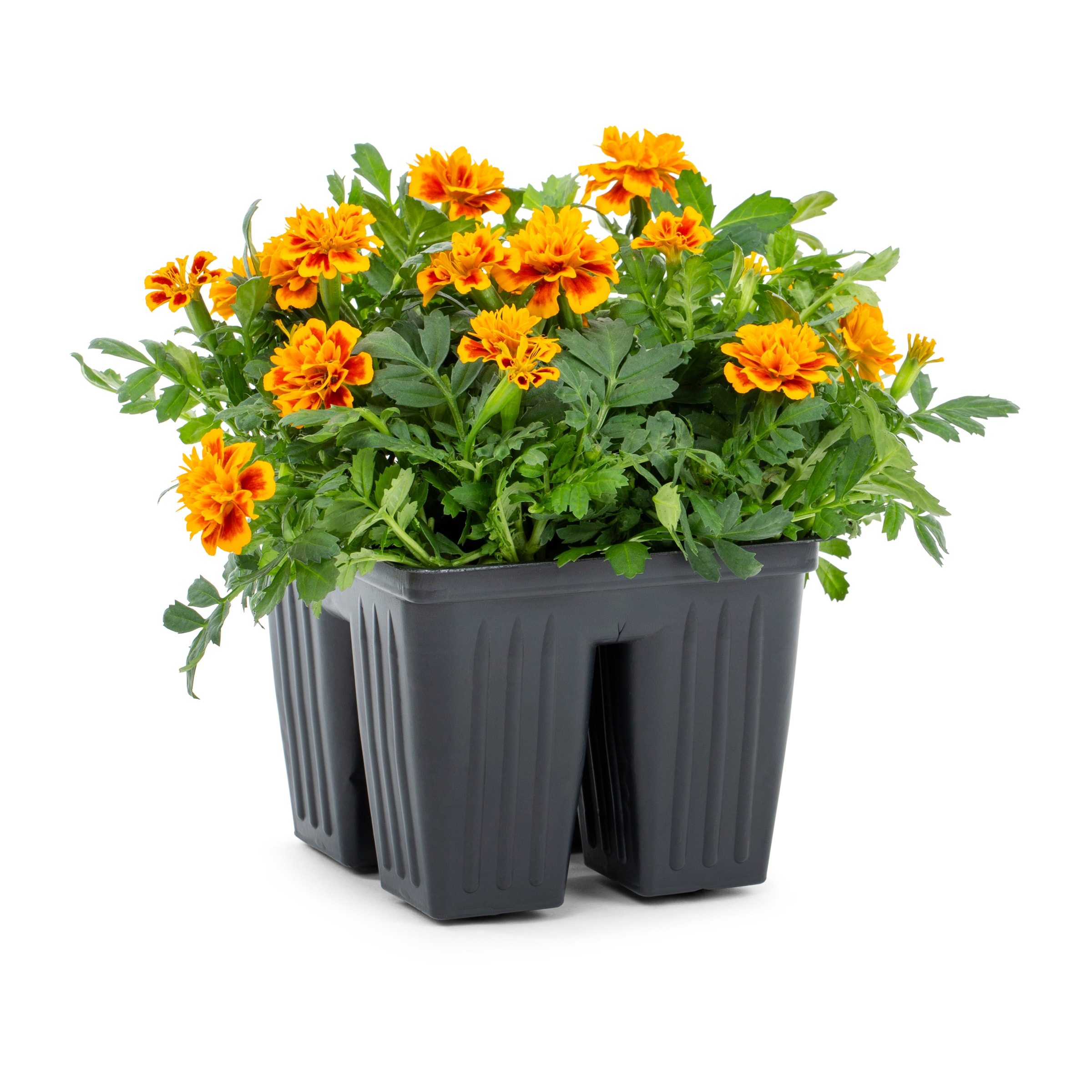 Lowe's NURSERY Multicolor French Marigold (Dwarf) in 4 -Pack Tray 1 -Pack