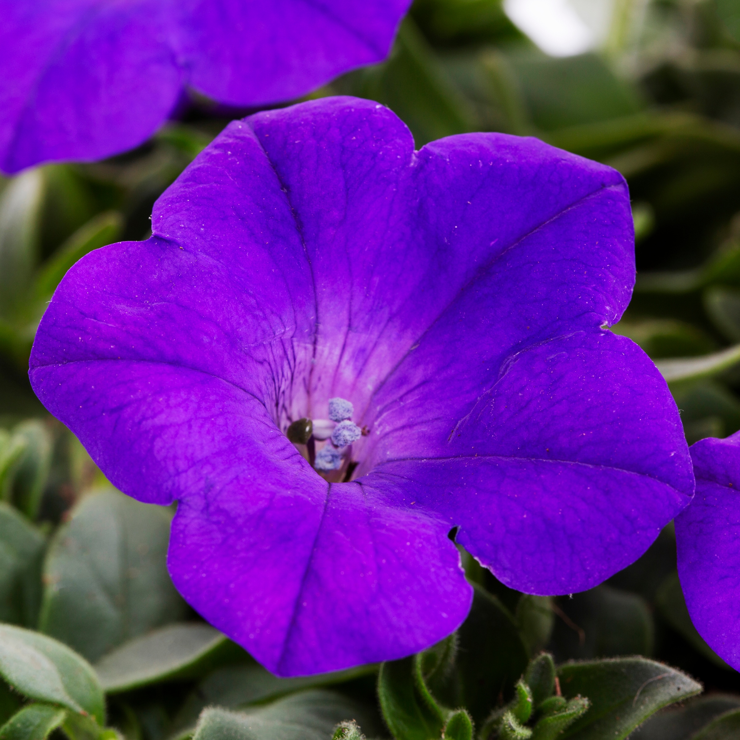 Lowe's NURSERY annuals - View #8