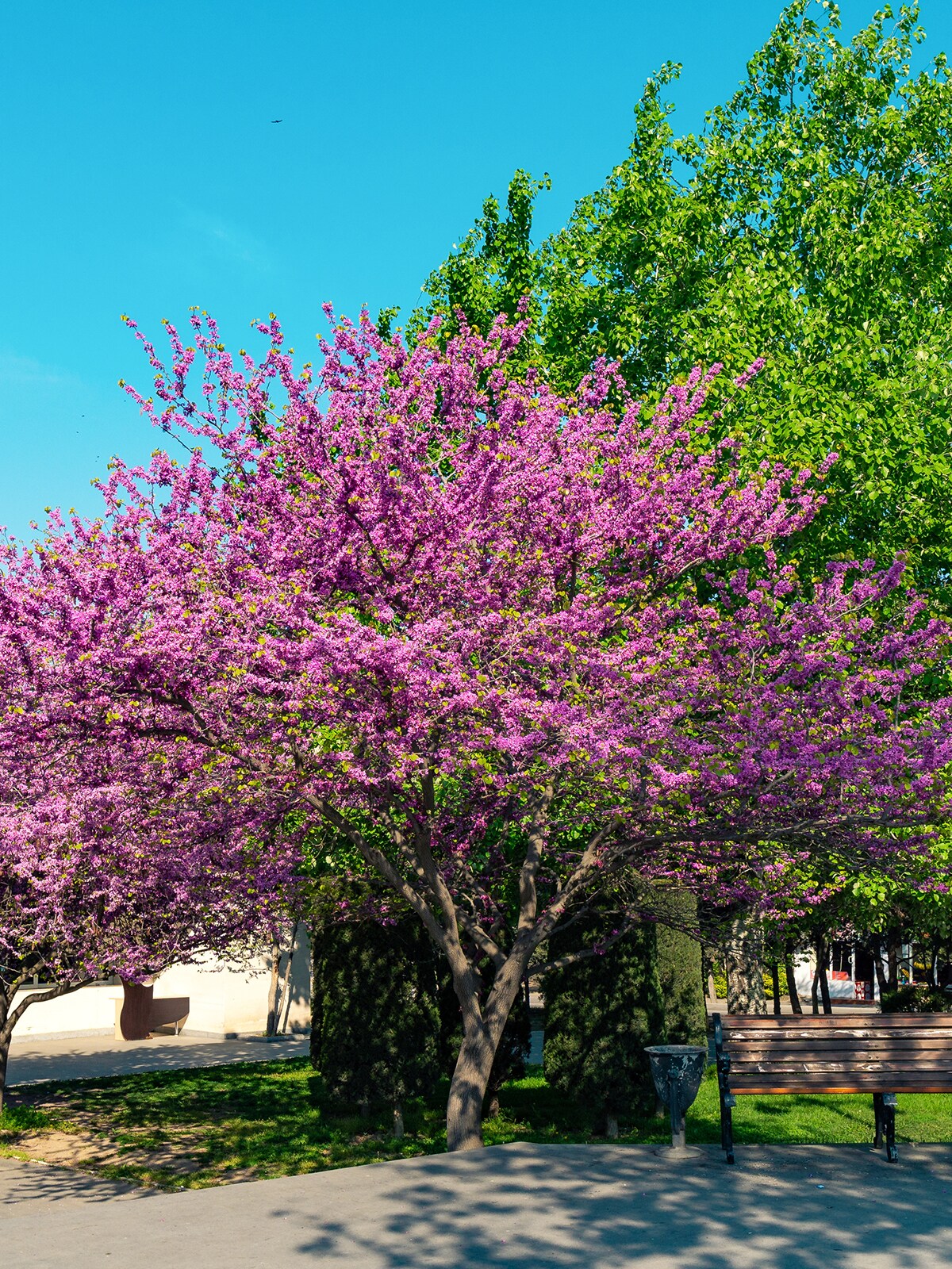 Southern Planters 5 -Gallon Pink Flowering Appalachian Redbud In pot (with soil)