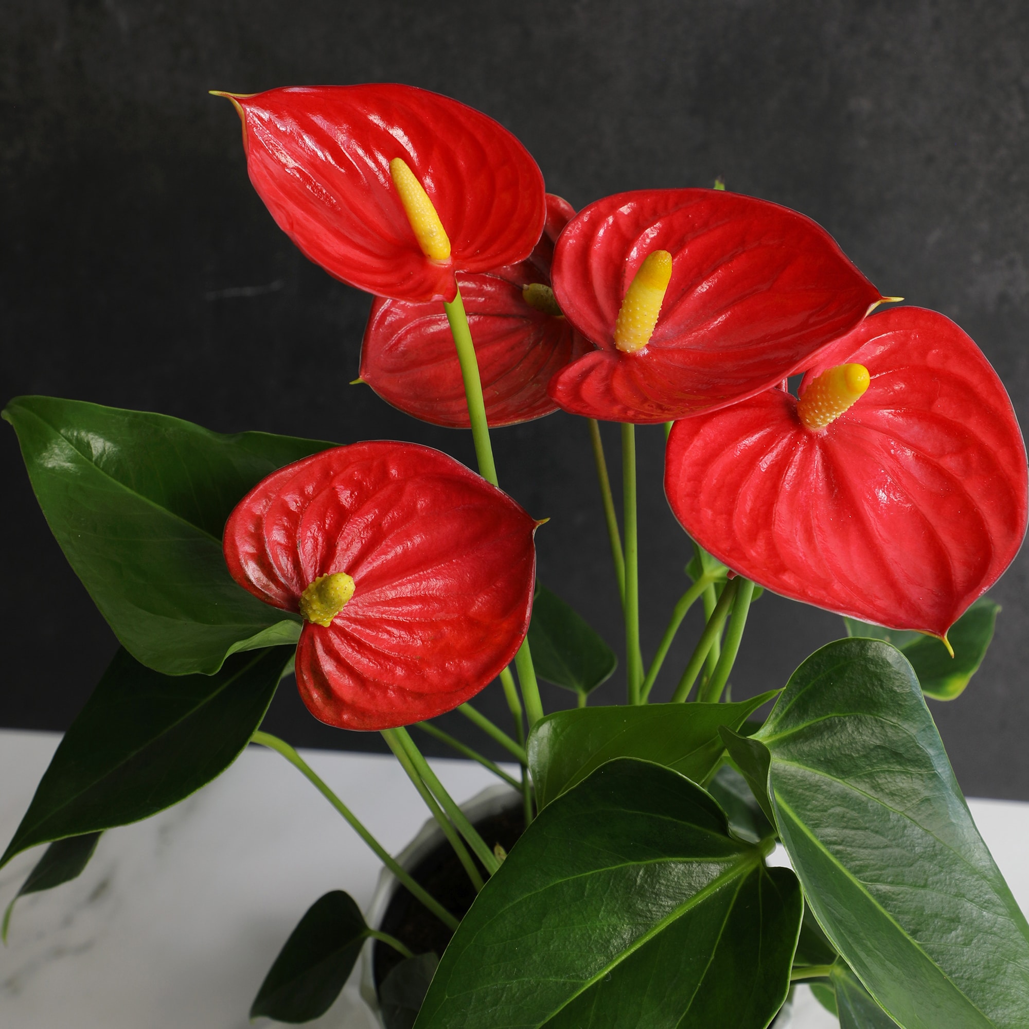 Altman Plants 0881524 hseplants - View #8