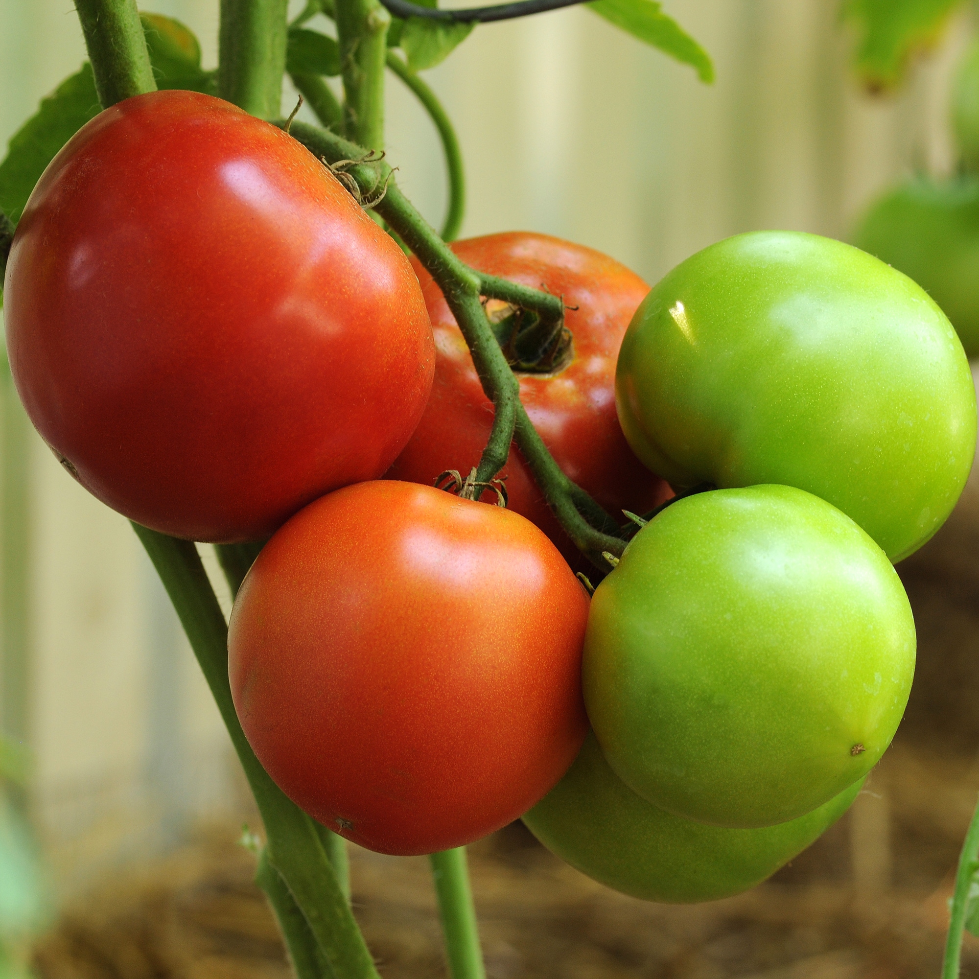 Altman Plants 0873055 Vegetable-Plants - View #2