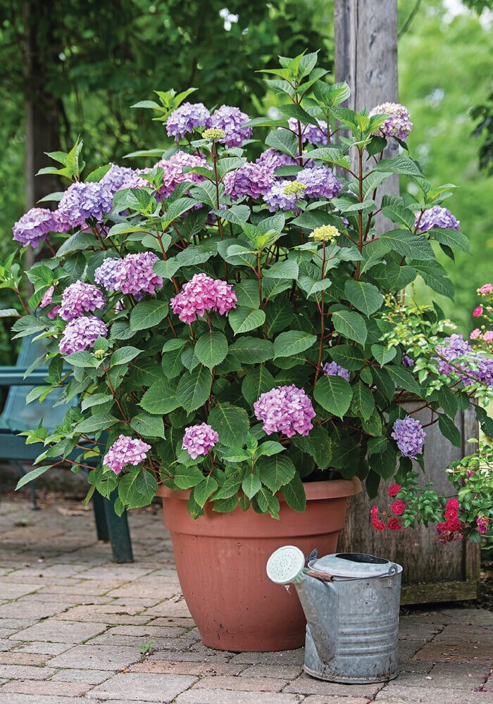 Endless Summer Multicolor Bloomstruck Hydrangea Flowering Shrub In 2 ...