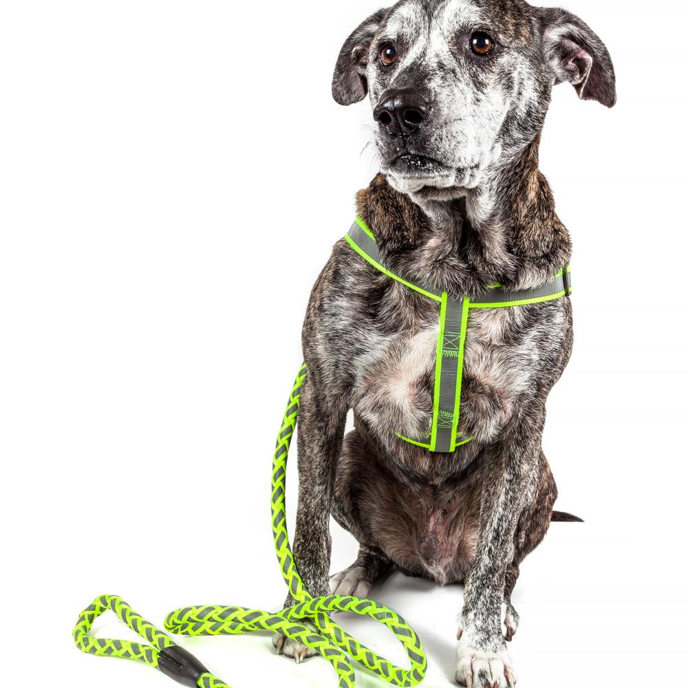 TOUCHDOG 'Tough-Boutique' Adjustable Fashion Designer Pet Dog Harness and  Leash Combination, Small, Royal Blue
