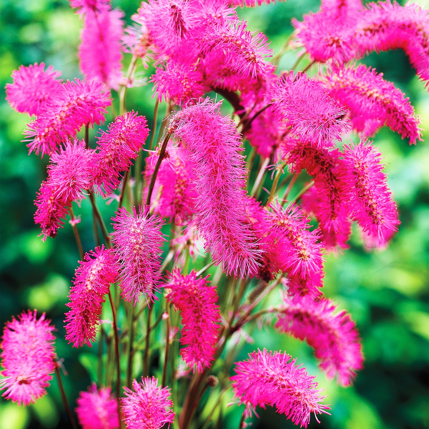 Breck's 90384 Pink Bottlebrush Dormant Perennials Plant in 3 -Pack Bareroot