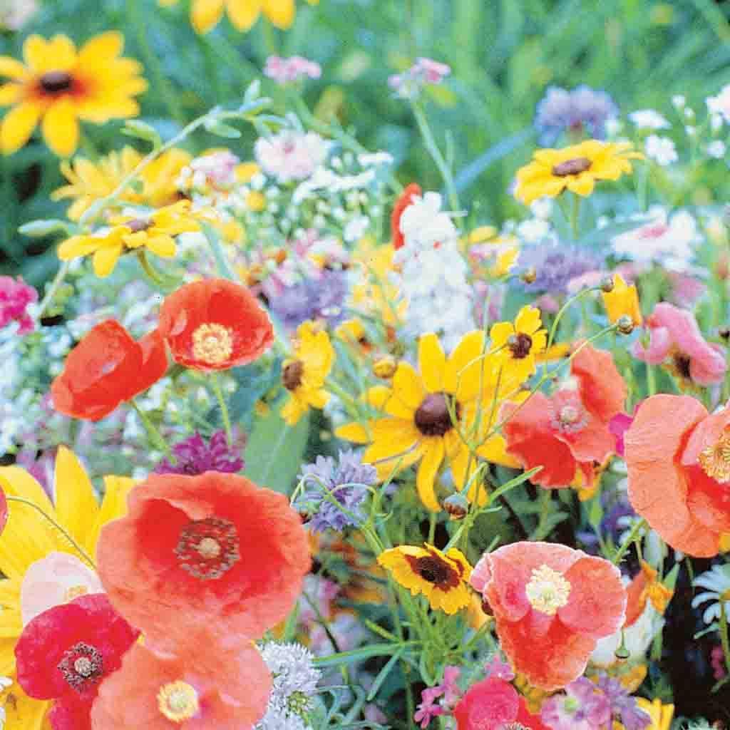 Ferry-Morse LC25.2179 seeds - View #3