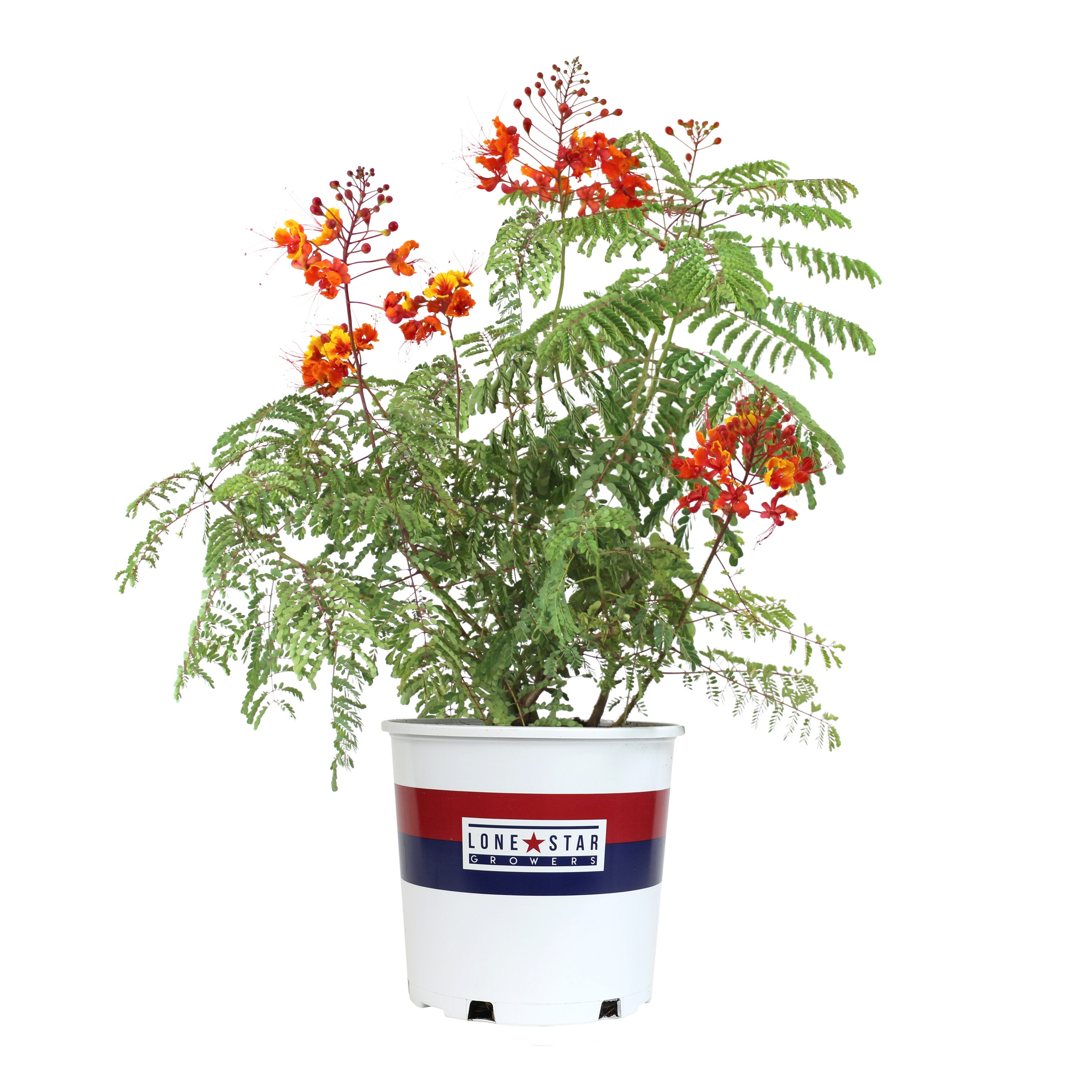 Altman Plants 0873037 Pride of Barbados Caesalpinia Flowering Shrub in 2 -Gallon Pot 1 -Pack with Red Blooms