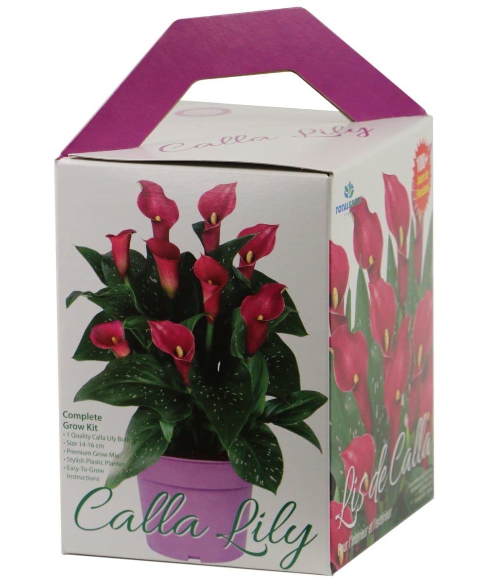 National Plant Network LW1638 Purple Purple Calla Lily Plant in 1 -Pack Bareroot