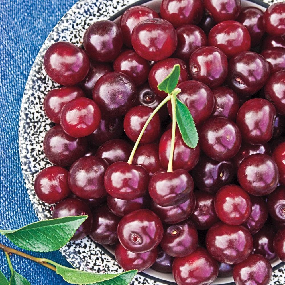 Gurney's Seed and Nursery 73016 1 -Pack Cherry Plant in Pot Spring