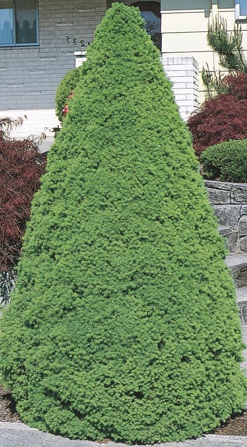 Monrovia 064625BD Dwarf Alberta Spruce Feature Shrub in In pot (with soil) Insignificant