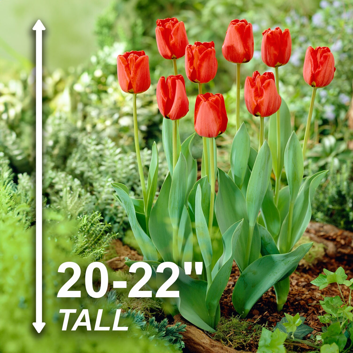 Garden State Bulb ECF-86-100-04 Plant-Bulbs - View #3