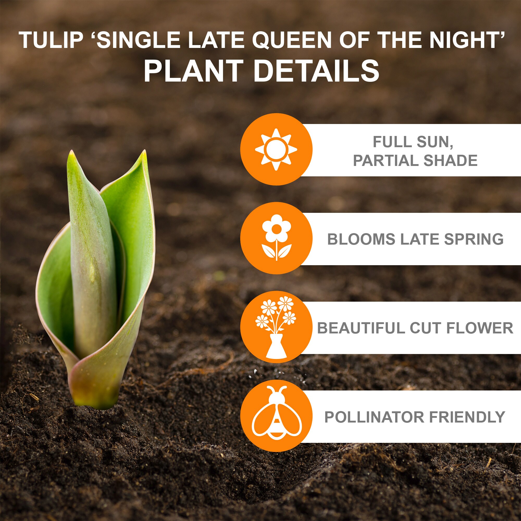 Garden State Bulb ECF-64-25-01 Plant-Bulbs - View #2
