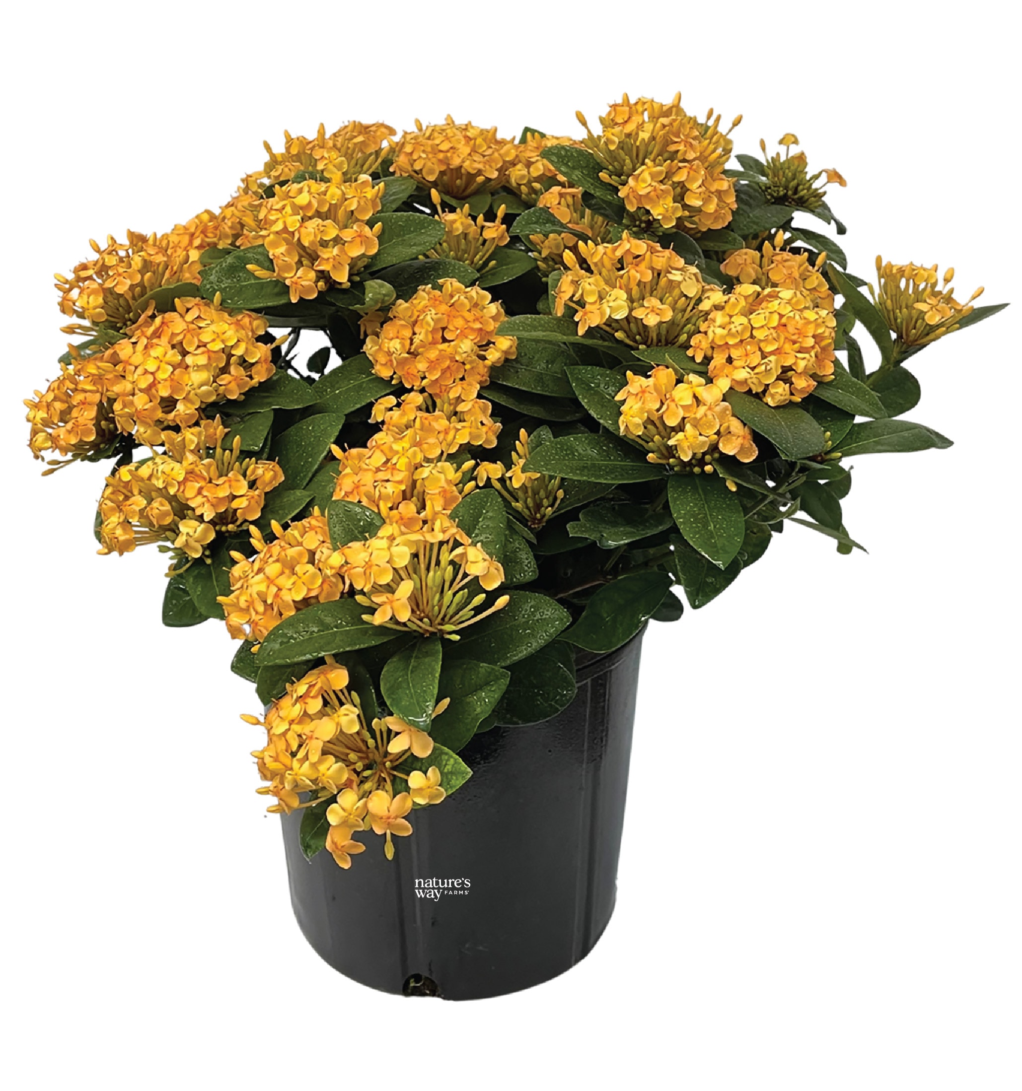  4950 Yellow Ixora Plant in 10 -in Pot 1 -Pack