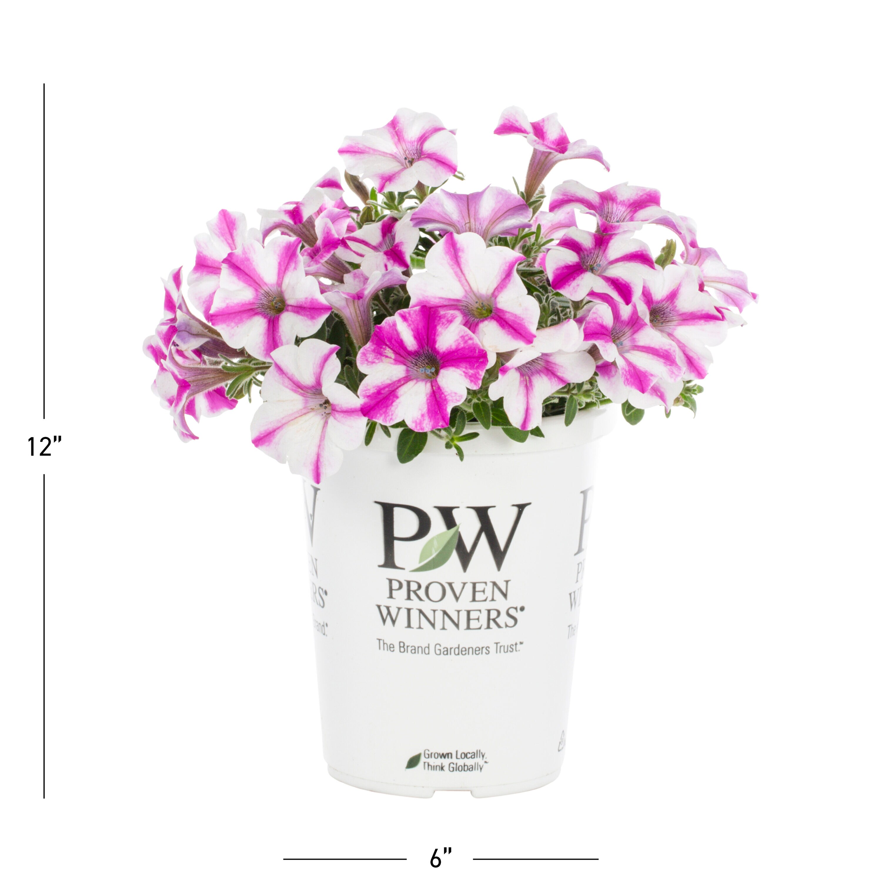 Proven Winners 4791 annuals - View #3