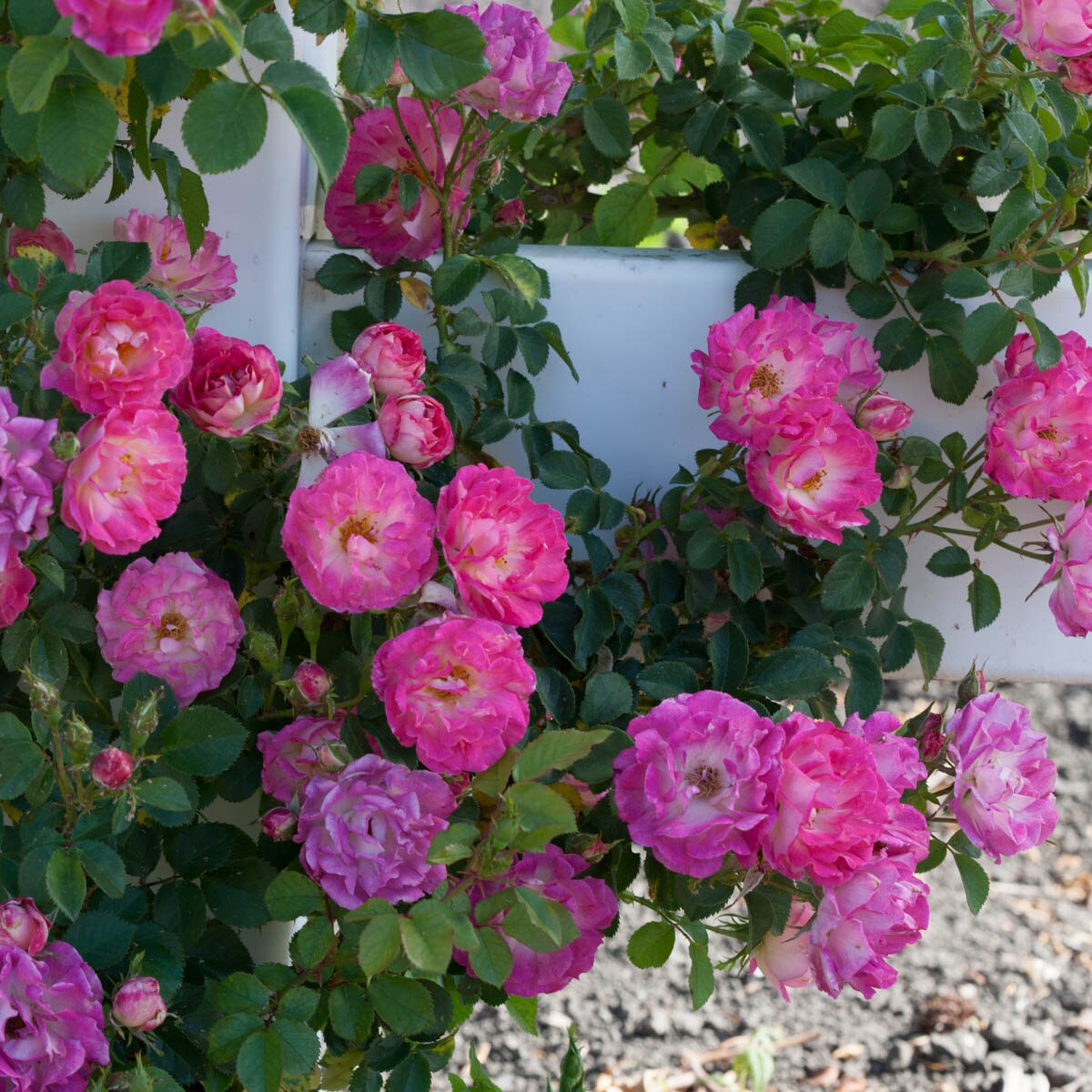 Spring Hill Nurseries 86291 roses - View #2