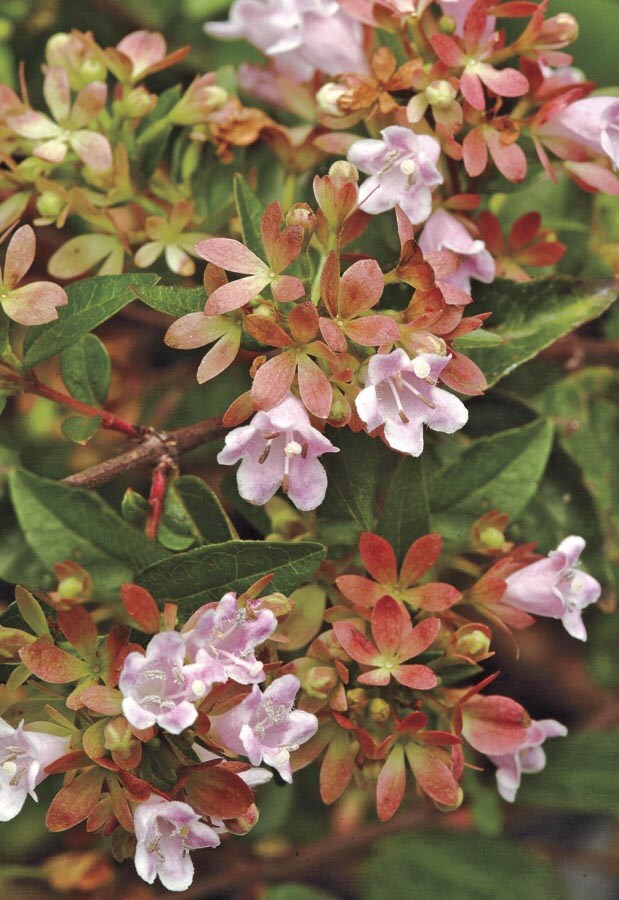  NURSERY Red Raspberry Profusion Abelia Flowering Shrub In Pot (With Soil)