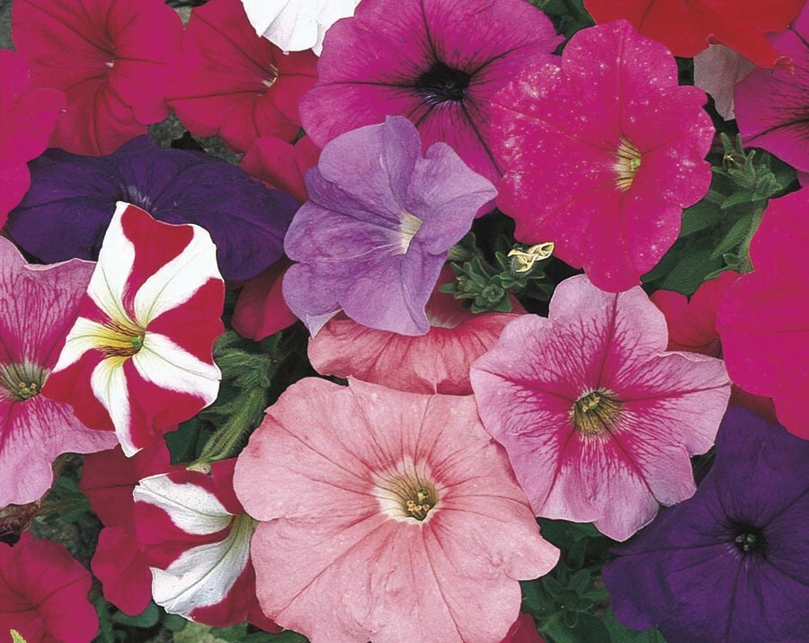 Lowe's NURSERY Multicolor Petunia in 2-Quart Pot