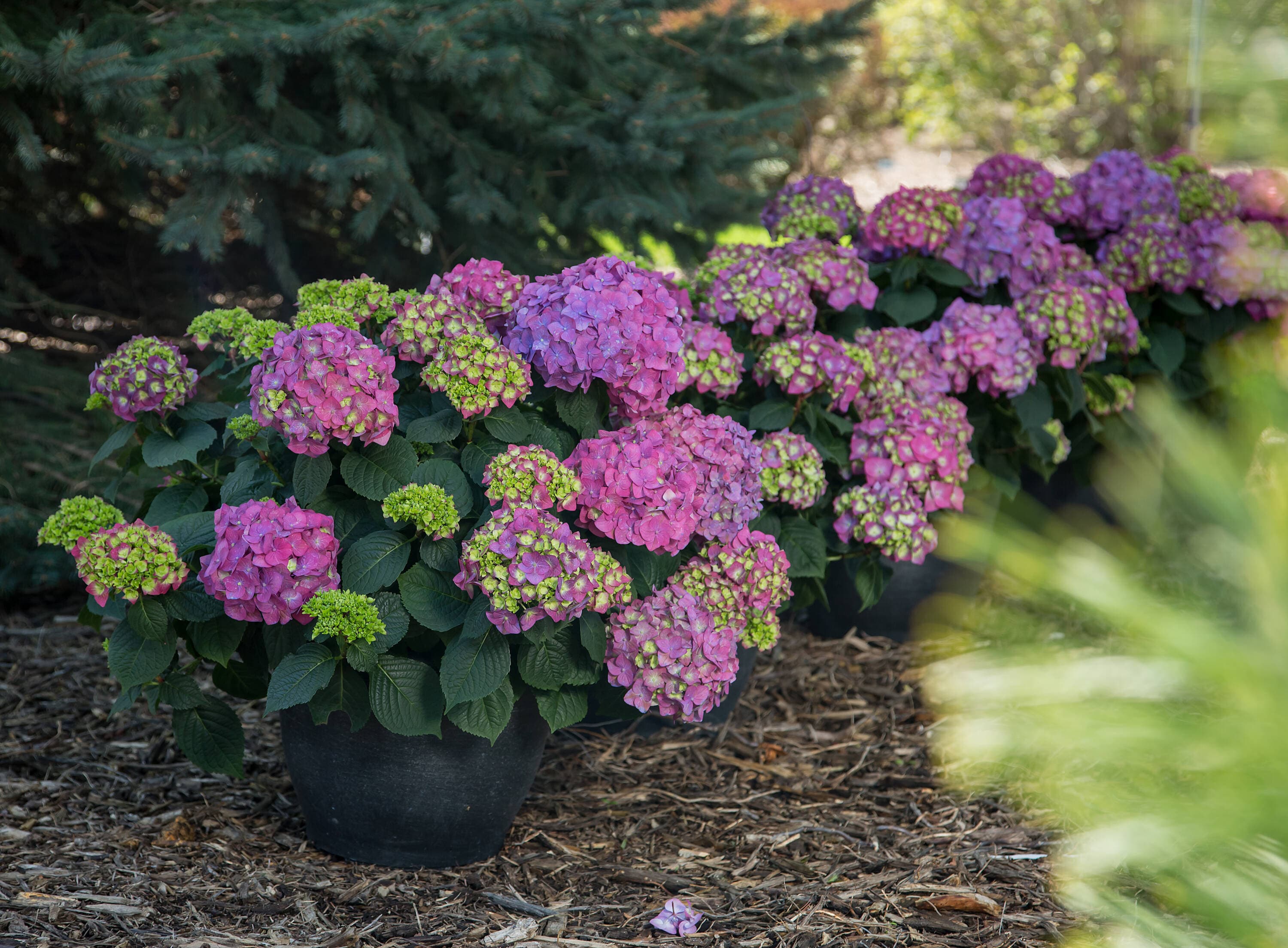 Endless Summer NURSERY shrubs - View #17