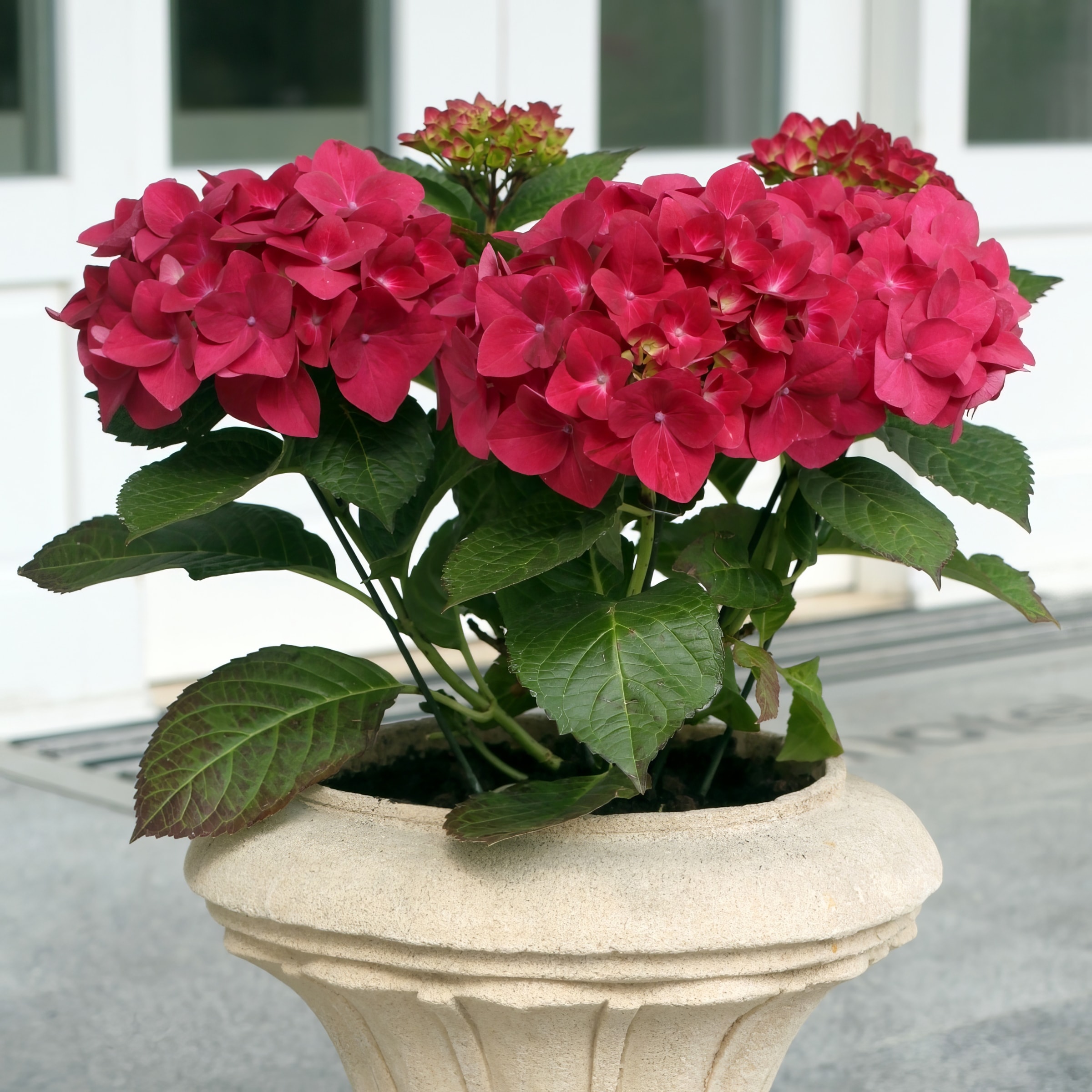 National Plant Network Pink Hydrangea Flowering Shrub in 3 Pack(s) Pot ...