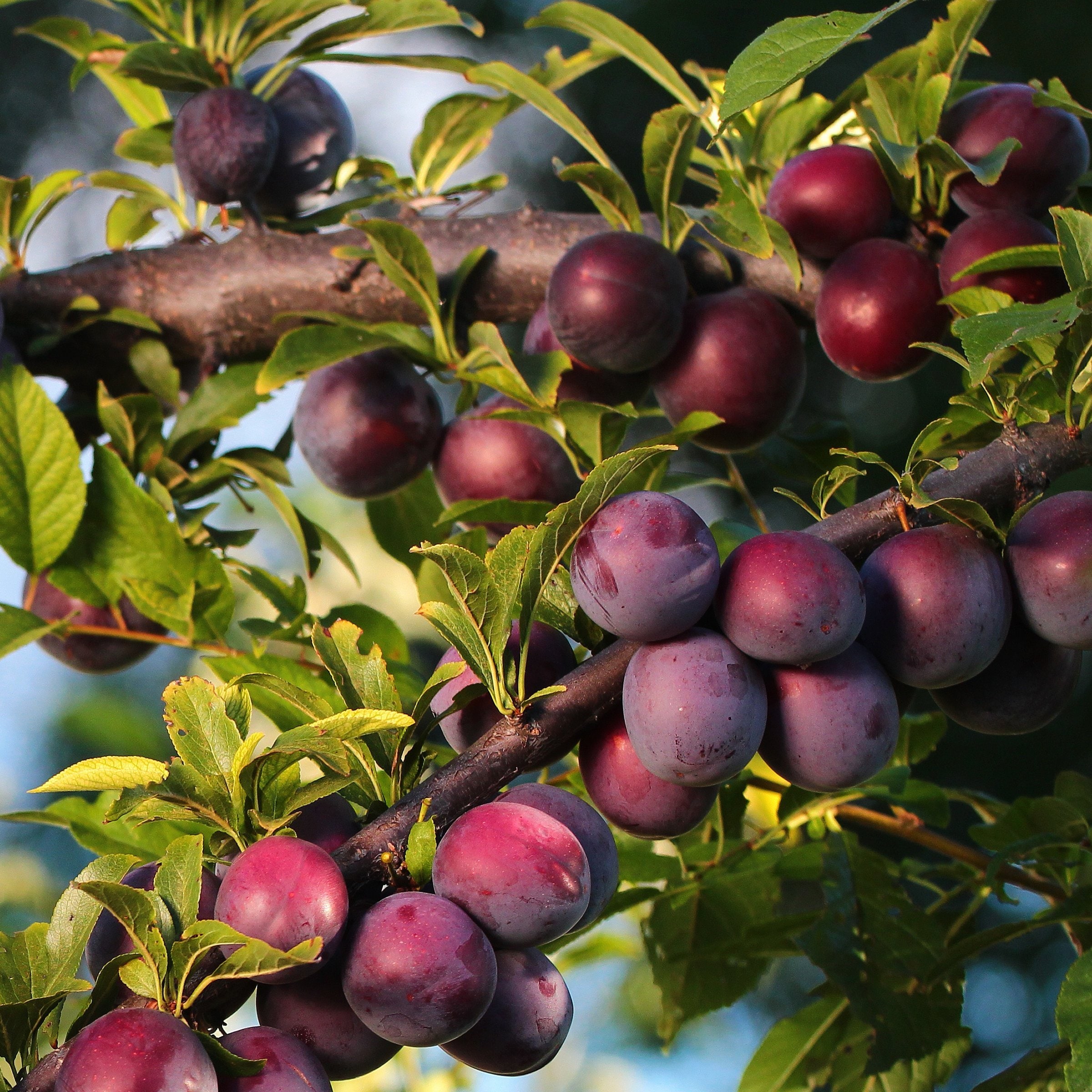 National Plant Network LW2236 Fruit-Plants - View #9