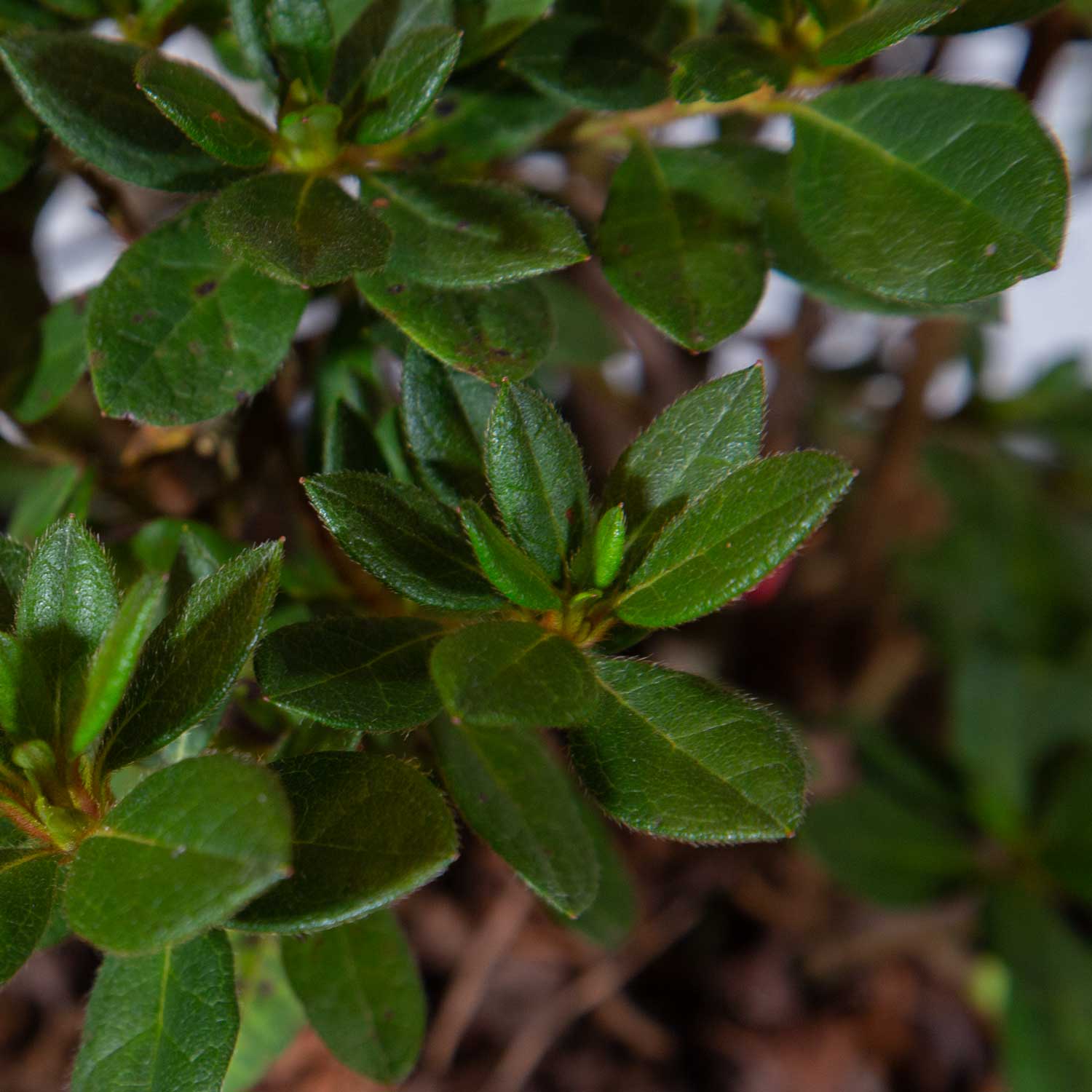 Encore Azalea 80532-1 shrubs - View #3