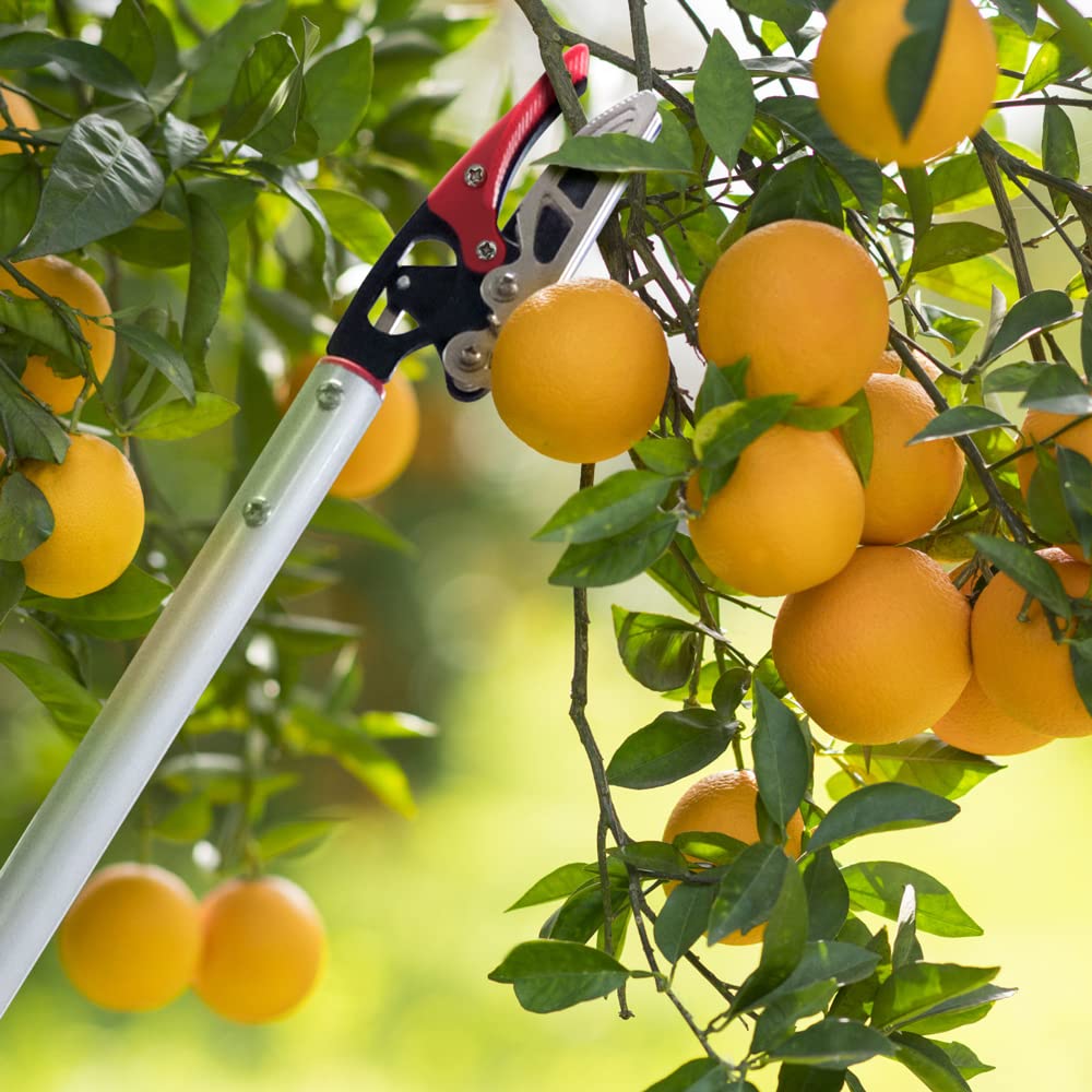 Ahfiwaso 32 Inch Long Handle Tree Pruner with Rotating Cutter Head ...