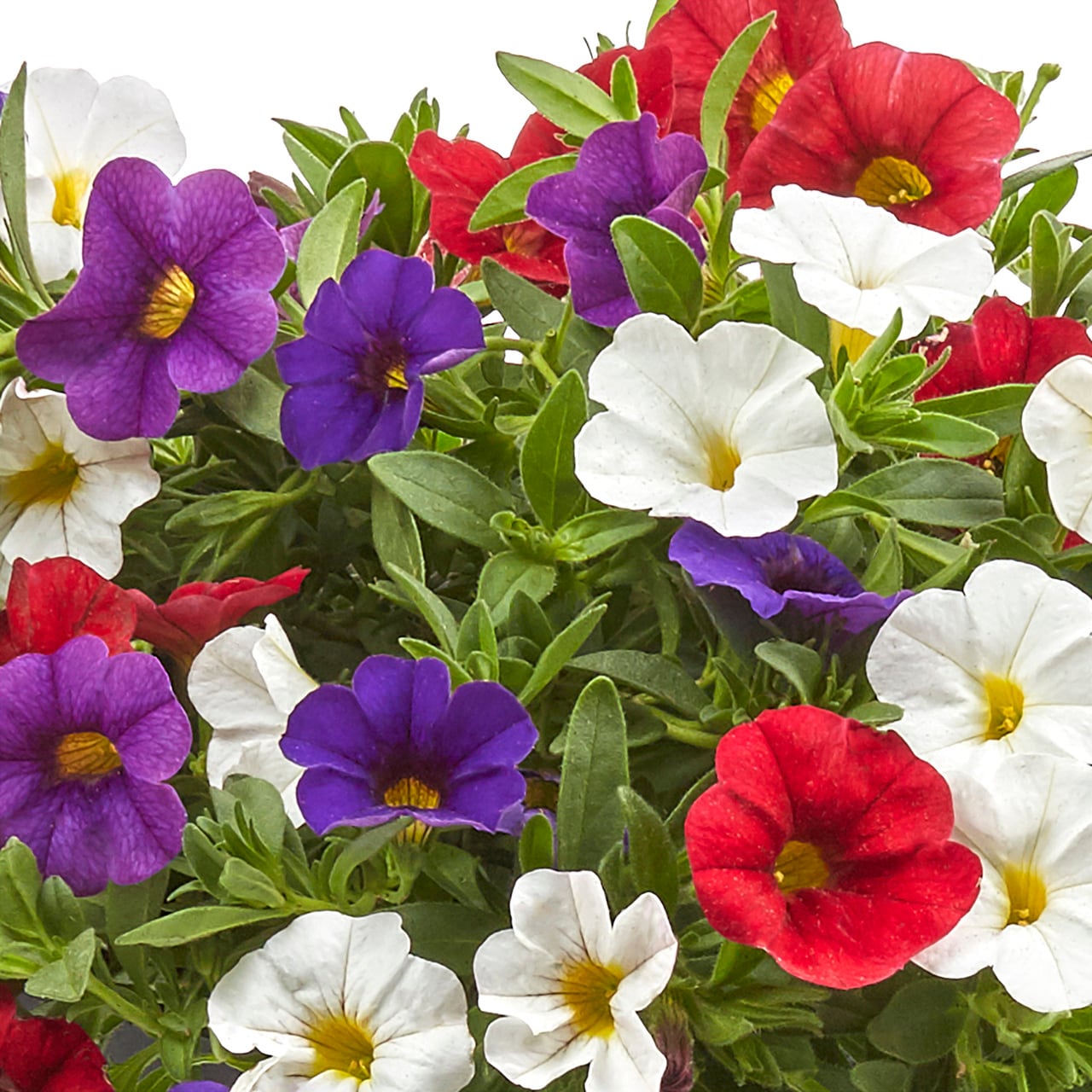 Metrolina Greenhouses 4960 annuals - View #2