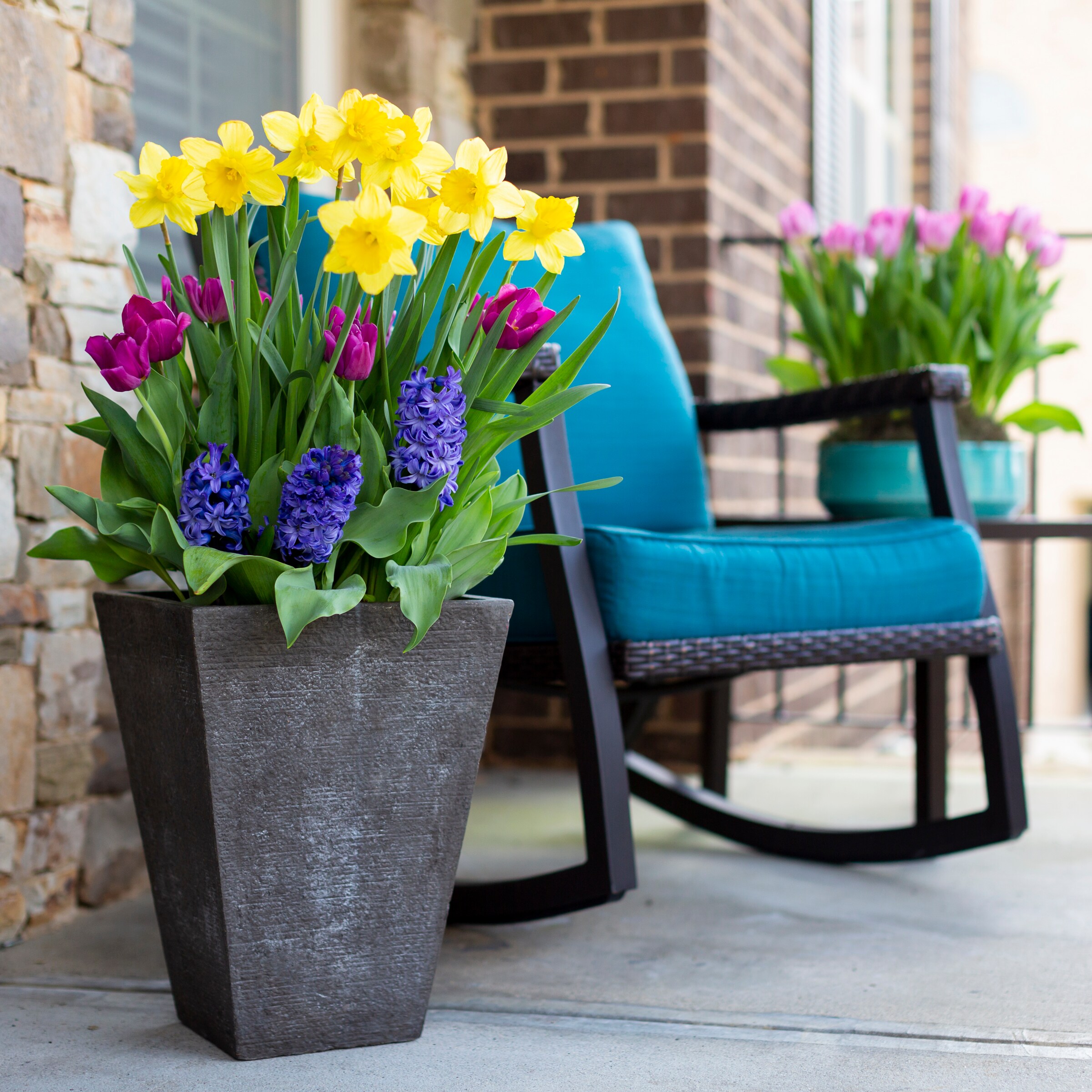 Ready Refill NURSERY annuals - View #3