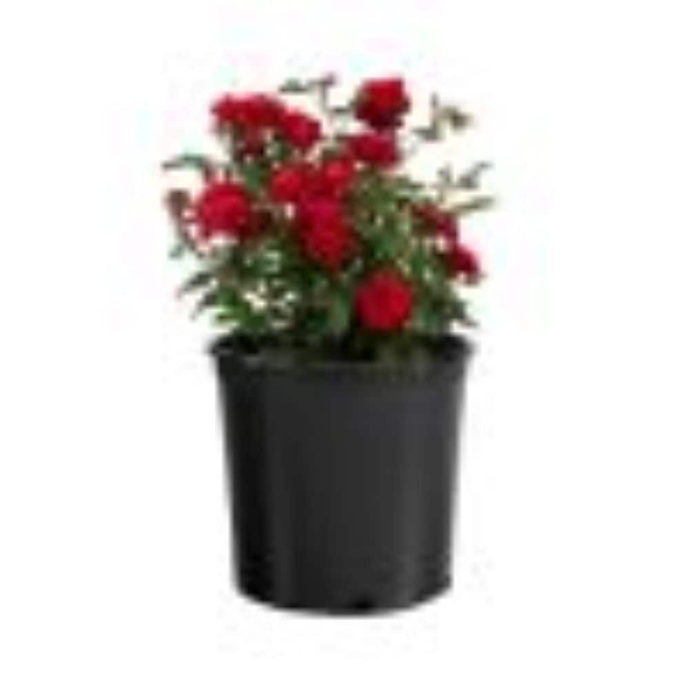 Bloomables 1 -Gallon Watermelon Sunblaze Rose Flowering Shrub with Red Blooms 1 -Pack