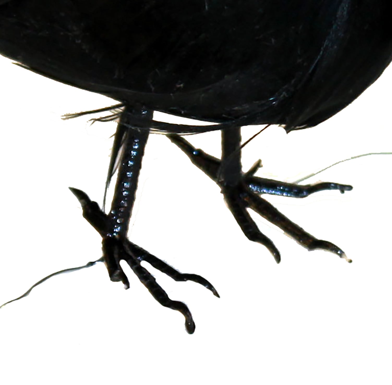 Worth Imports 9231 Table-Halloween-Decor - View #2