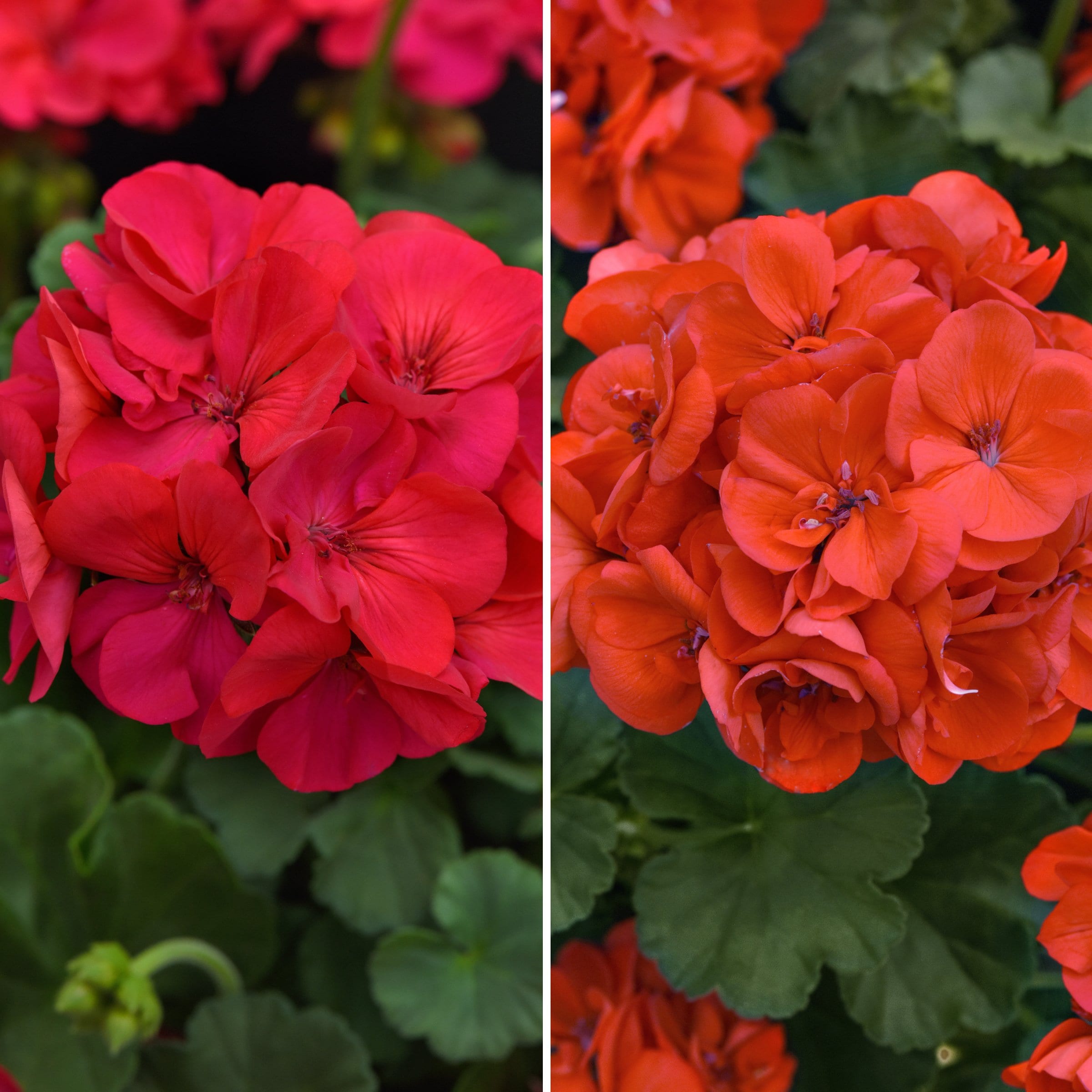 National Plant Network LW1944 Multicolor Geranium Solera Collection in 4-in Pot 4-Pack