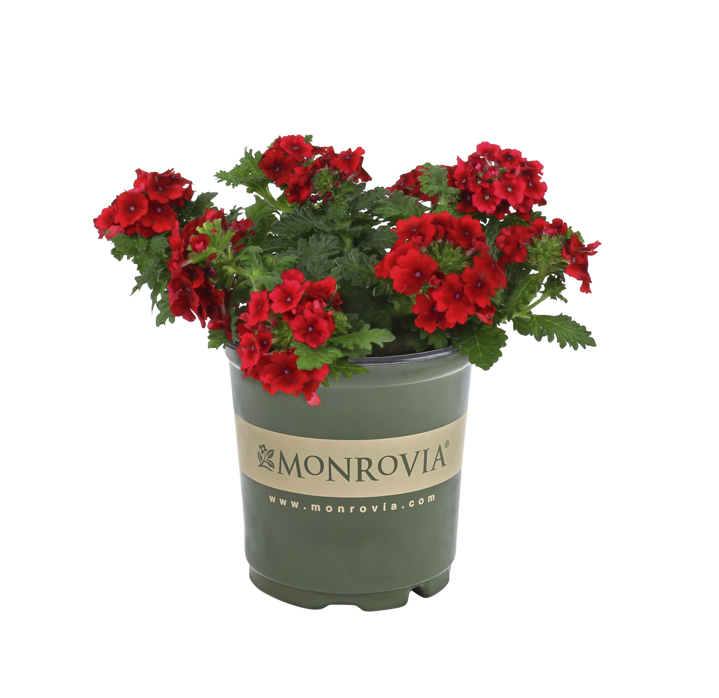 Monrovia Red Verbena In 2.5-quart Pot 3-pack In The Annuals Department 