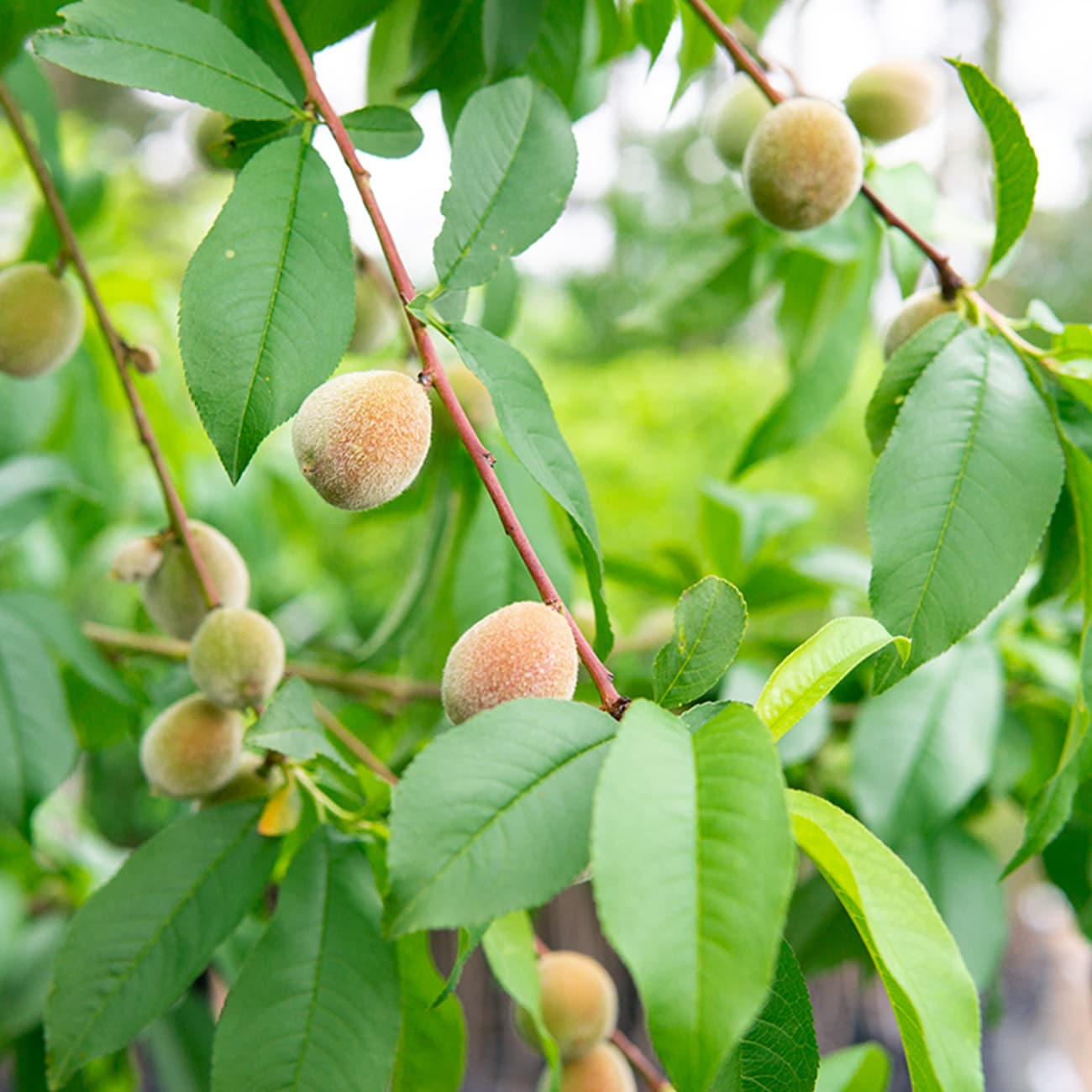 Perfect Plants 3-Gallons Pink Fruit Flordaking Peach In Pot (With Soil ...