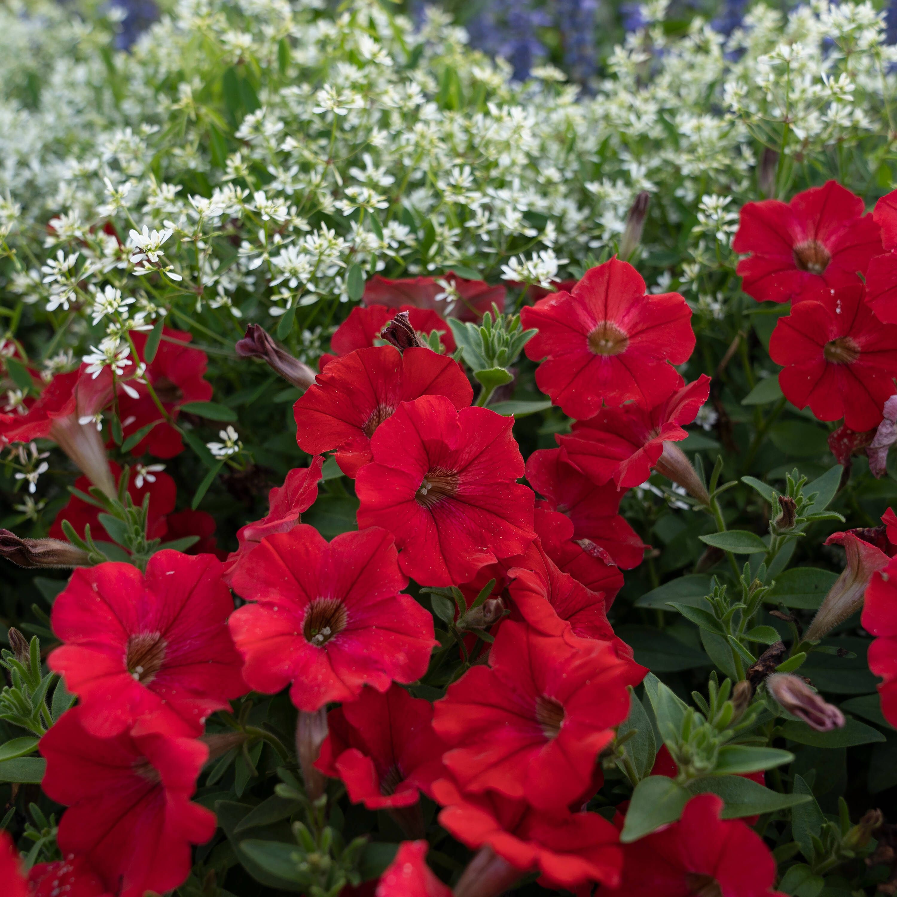 Proven Winners SUPPRW1467504 annuals - View #4