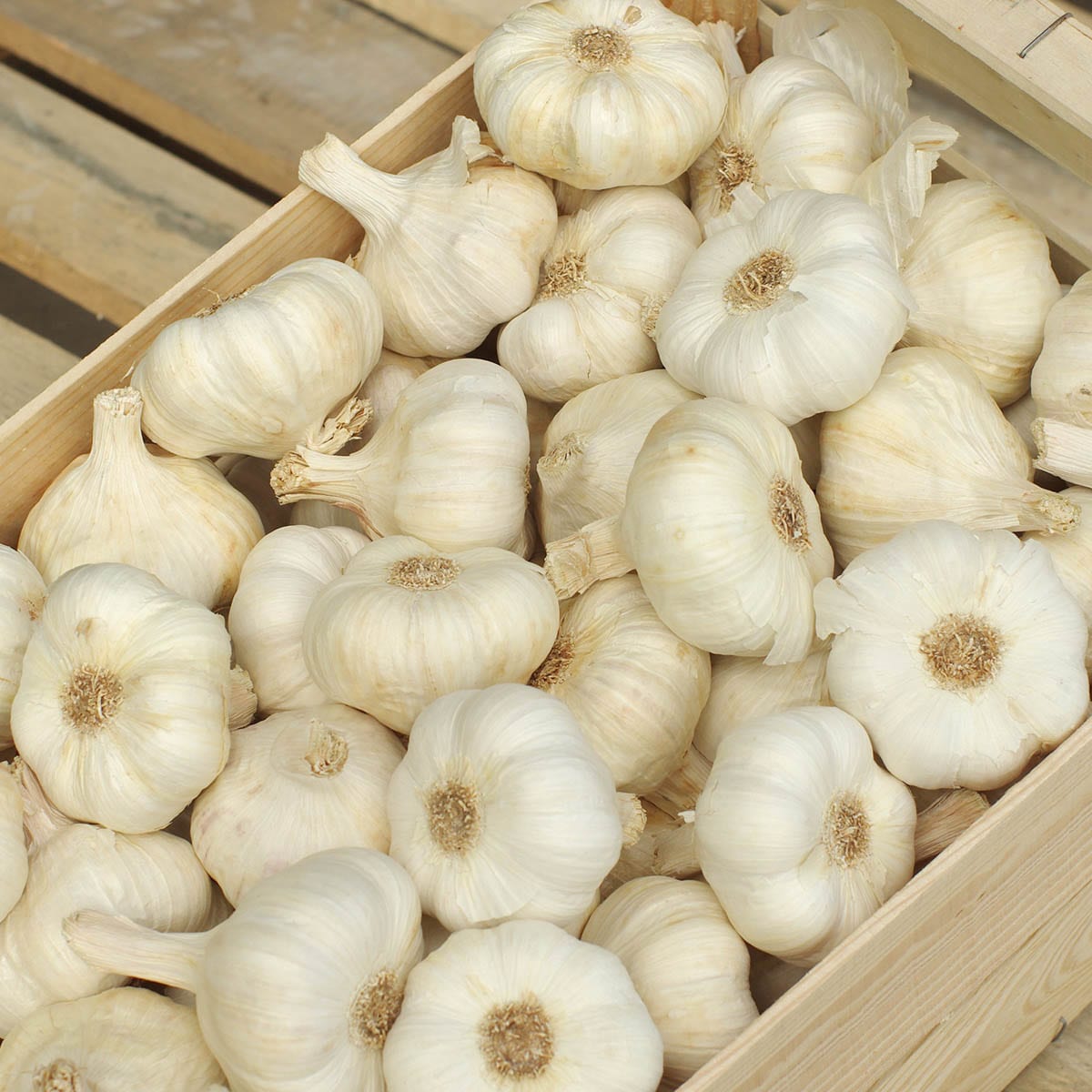 Gurney's Seed and Nursery 79942 Vegetable-Plants - View #2